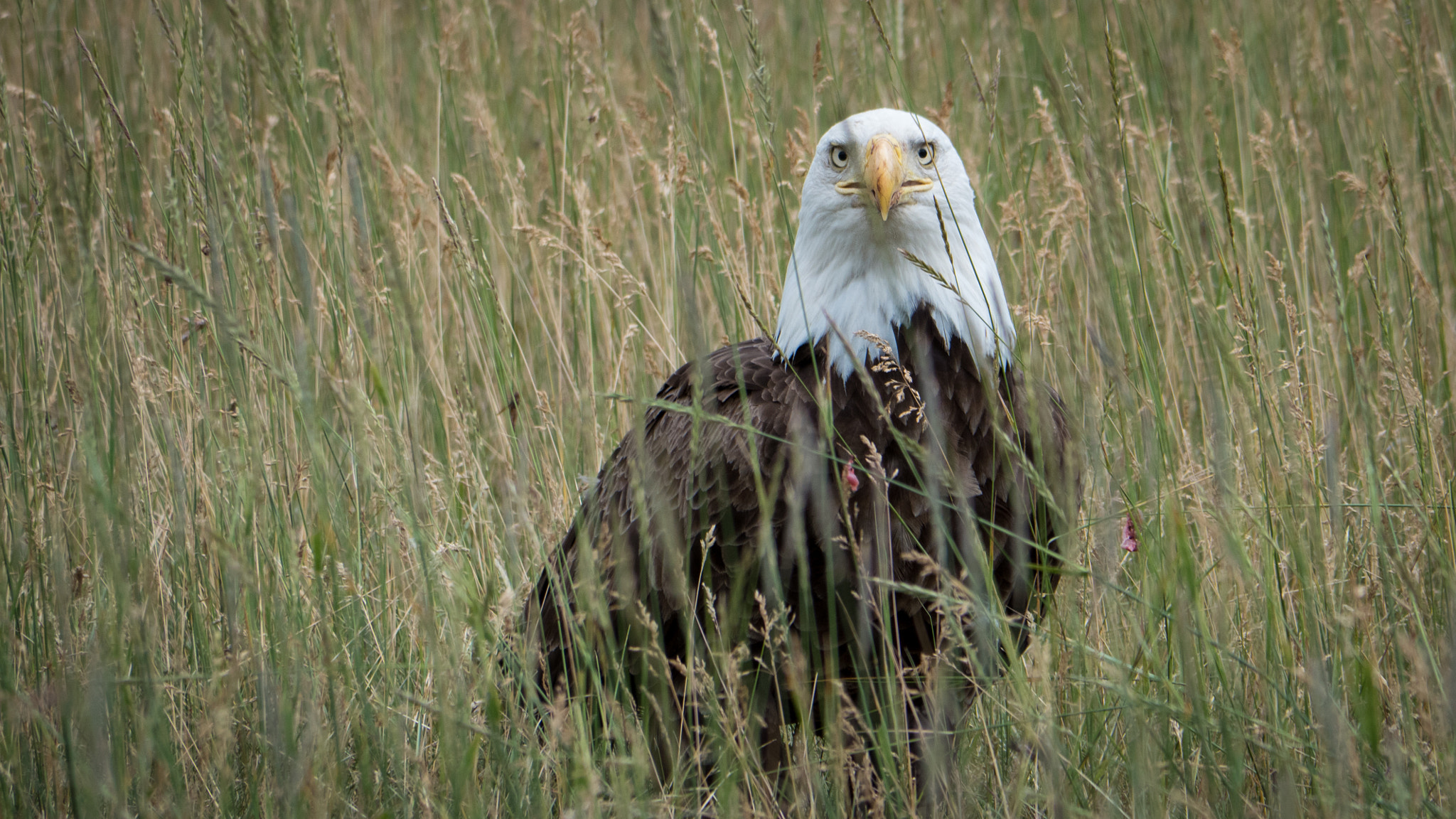Panasonic Lumix DMC-GH4 sample photo. Bald eagle photography