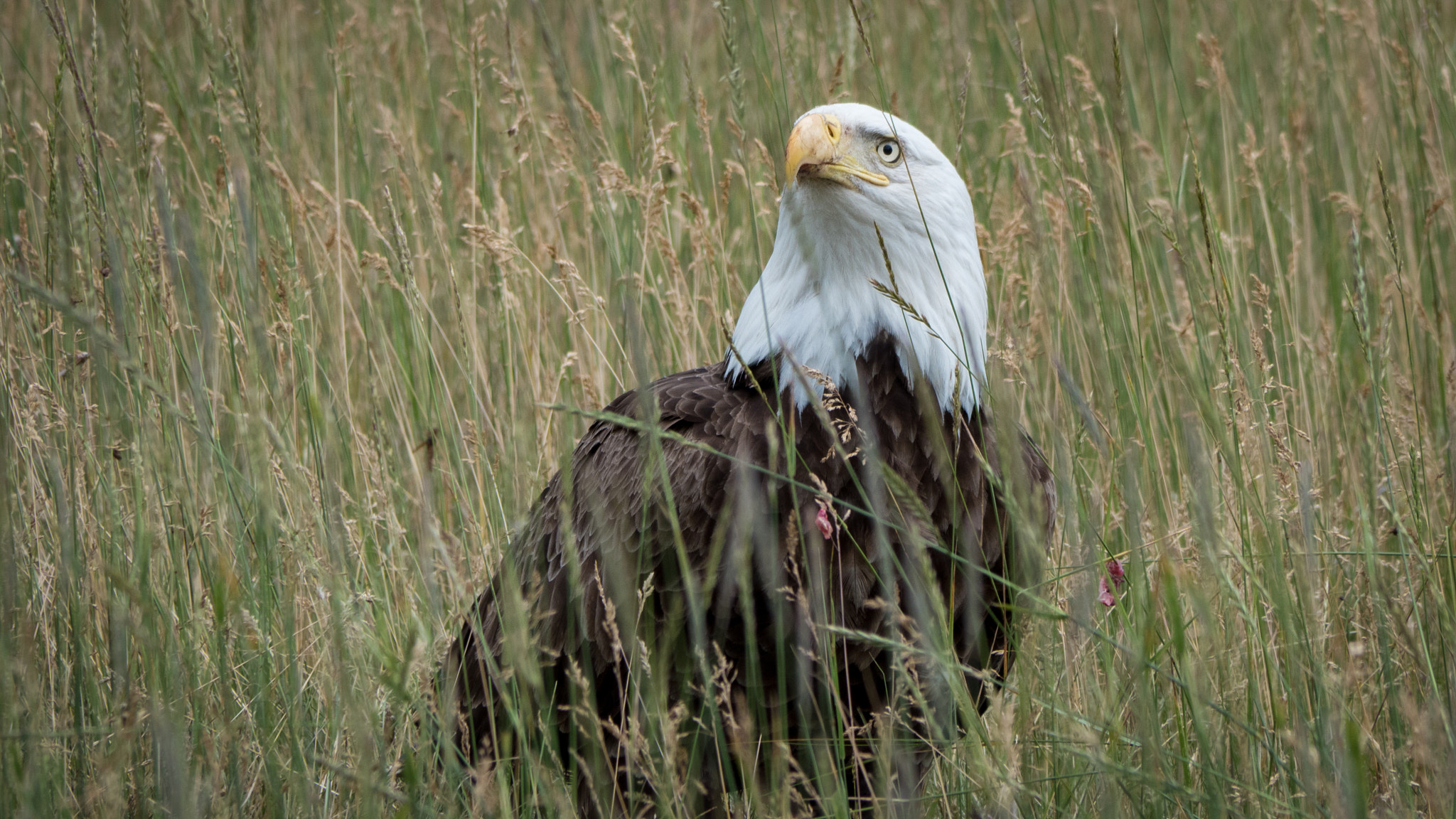 Panasonic Lumix DMC-GH4 sample photo. Bald eagle photography