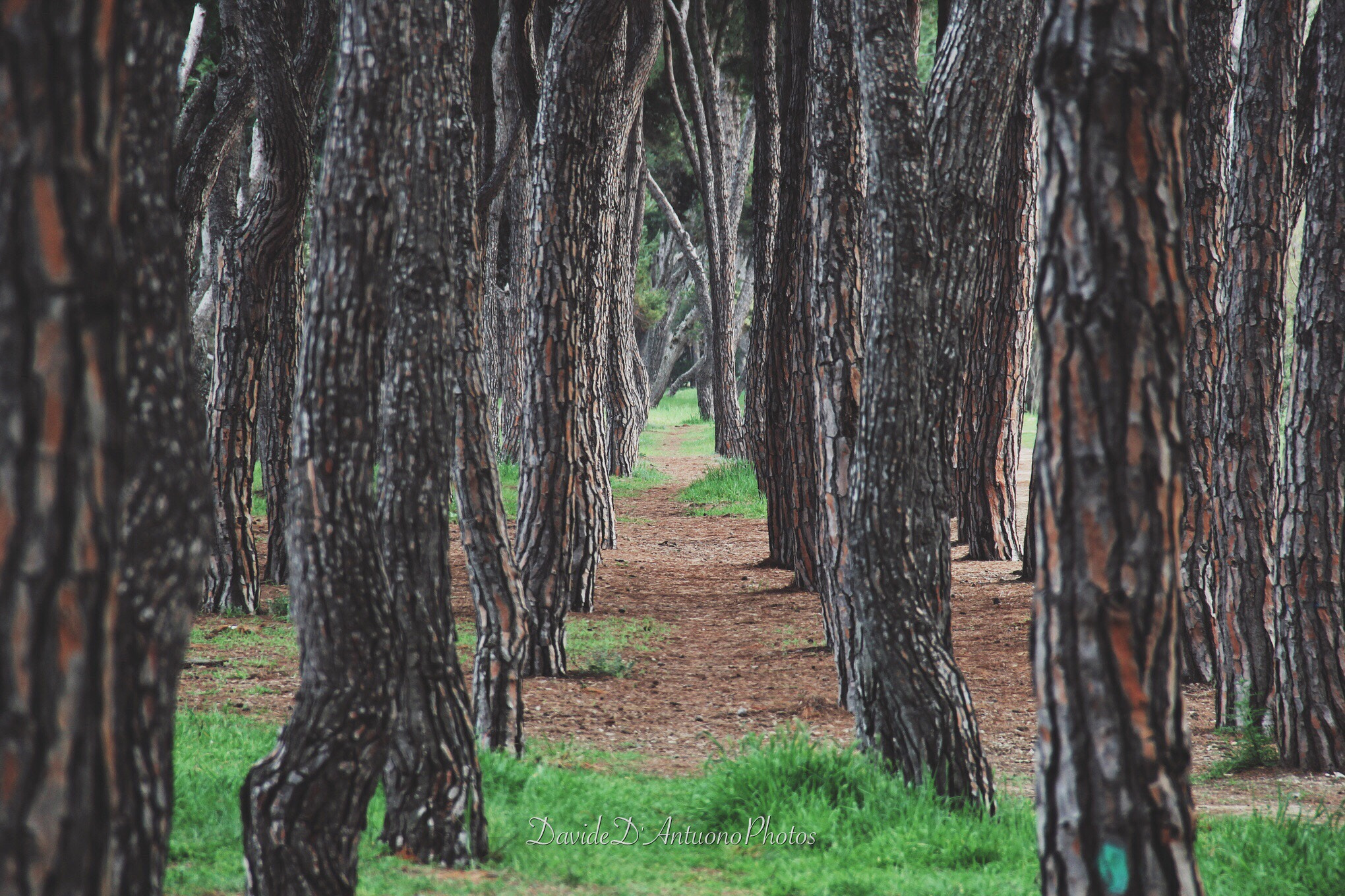 Canon EOS 60D sample photo. Walking in the pine forest of pineto photography