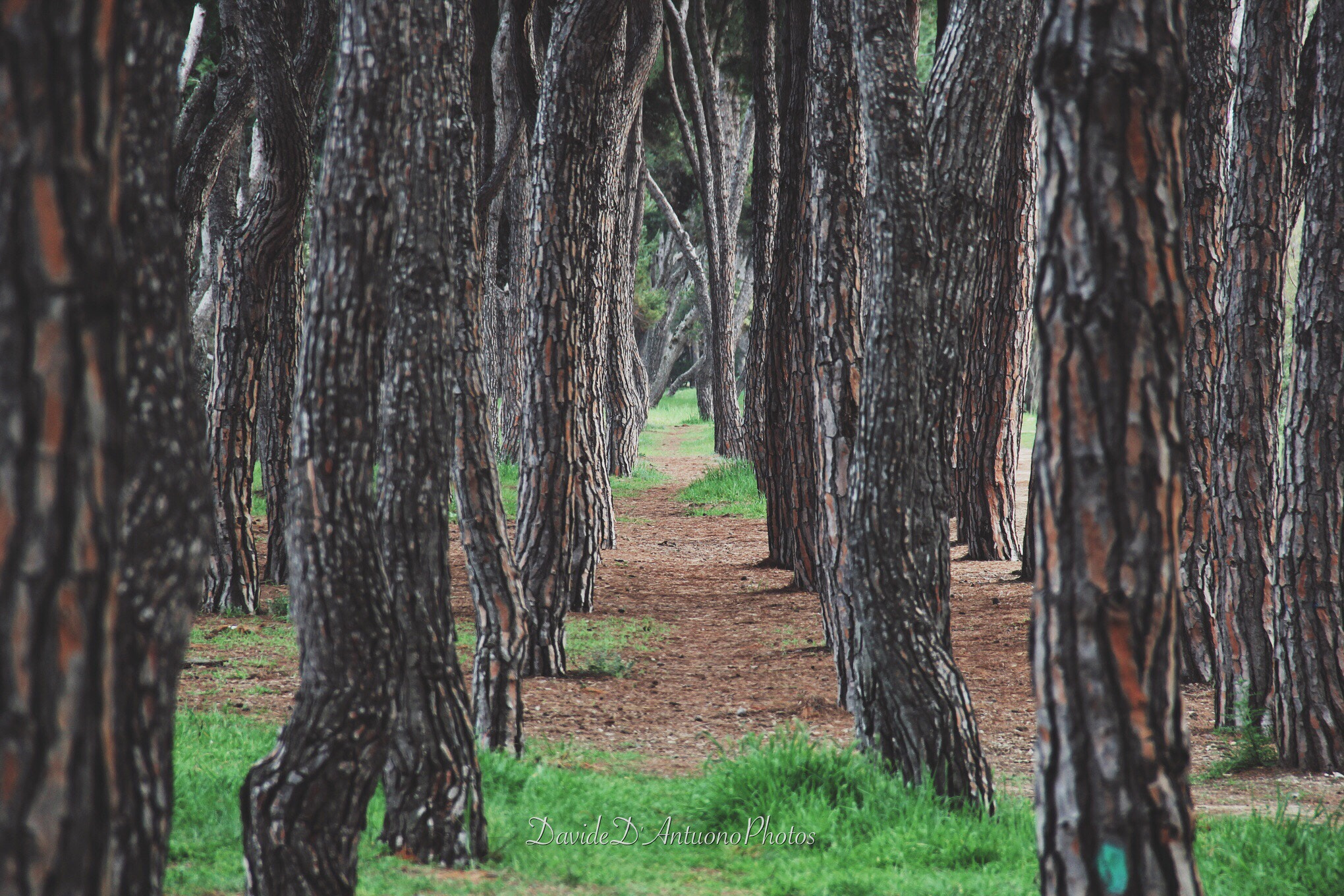Canon EF-S 18-135mm F3.5-5.6 IS sample photo. Walking in the pine forest of pineto photography
