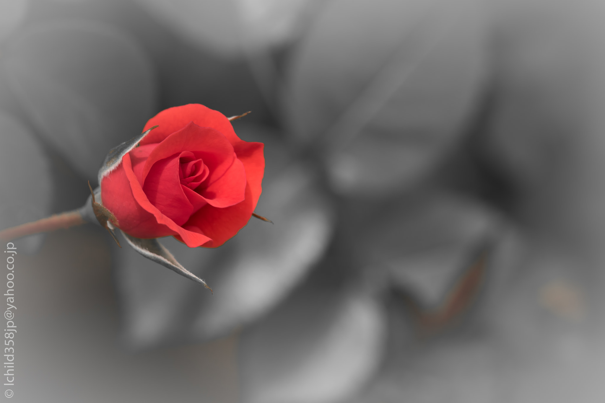 Canon EOS 760D (EOS Rebel T6s / EOS 8000D) sample photo. Roses in the park photography