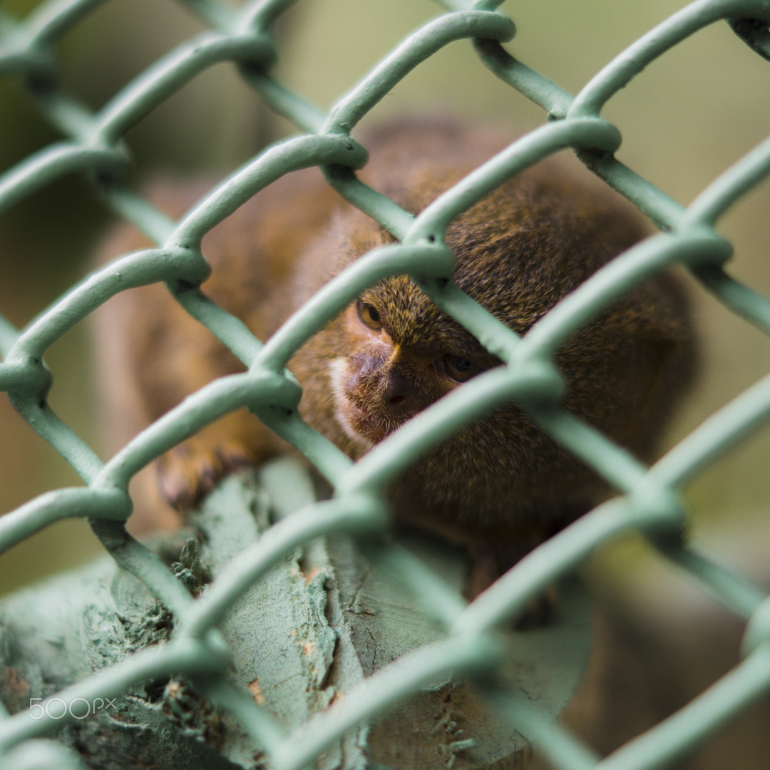 Sony SLT-A37 + Sony DT 50mm F1.8 SAM sample photo. Sad little monkey photography