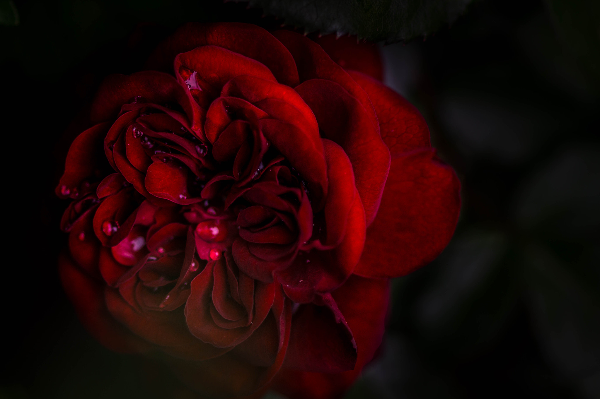 Sony SLT-A58 + Sony 100mm F2.8 Macro sample photo. Red rose :p photography