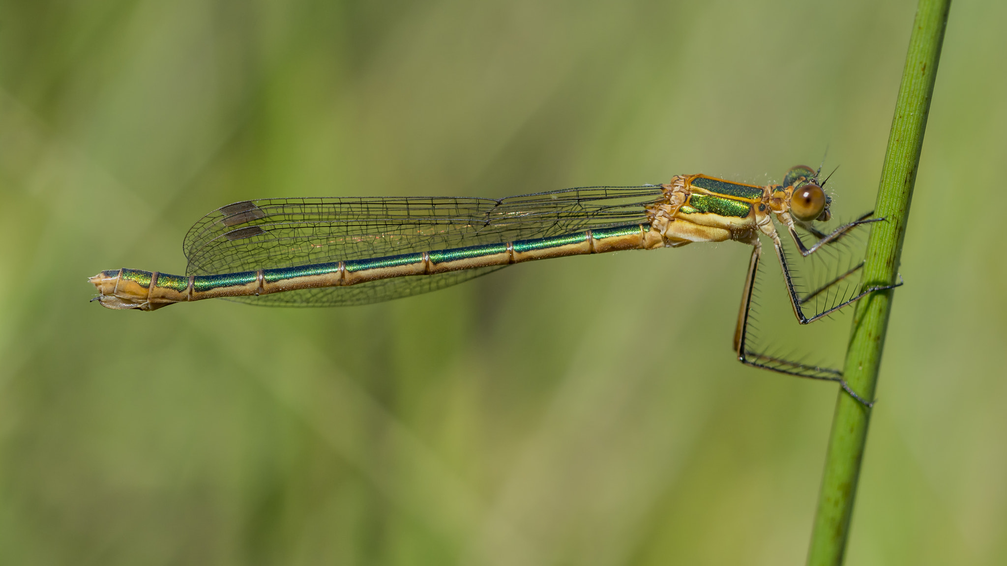 Nikon D7100 + AF Micro-Nikkor 60mm f/2.8 sample photo. ♀ lestes sponsa photography