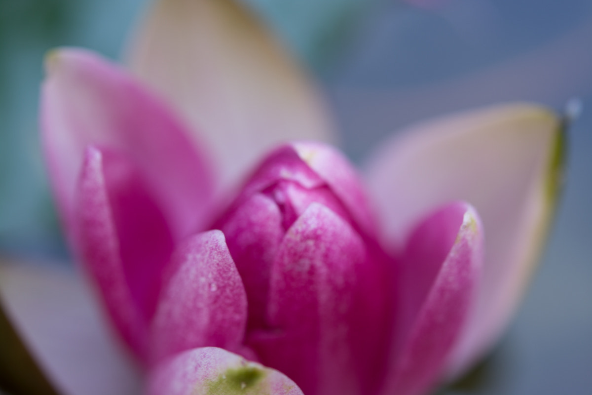 Nikon AF-S Micro-Nikkor 60mm F2.8G ED sample photo. * photography