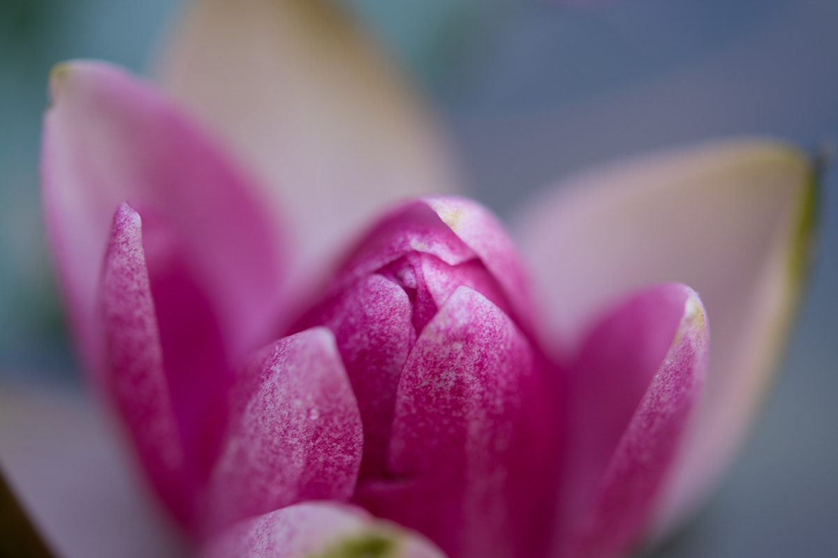 Nikon AF-S Micro-Nikkor 60mm F2.8G ED sample photo. ** photography
