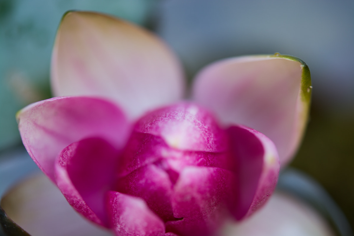 Nikon AF-S Micro-Nikkor 60mm F2.8G ED sample photo. *** photography