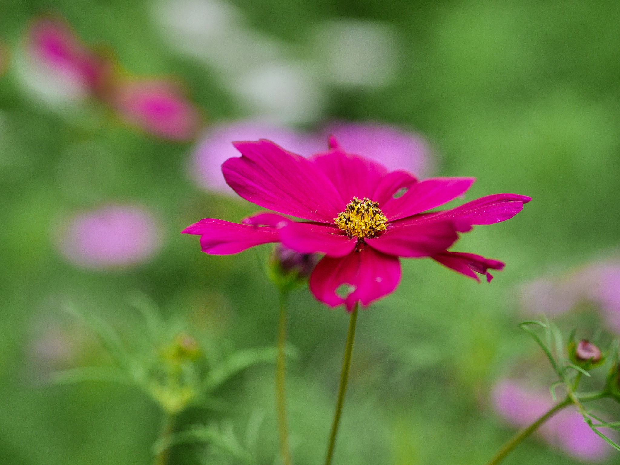 Panasonic Lumix DMC-GM1 + Olympus M.Zuiko Digital 45mm F1.8 sample photo. Yellow in red photography