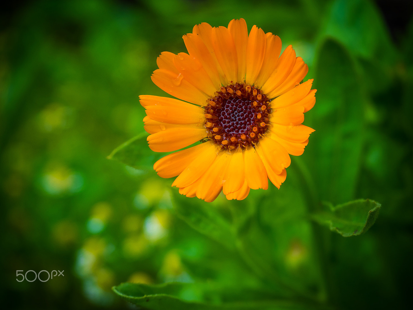 Olympus M.Zuiko Digital ED 14-42mm F3.5-5.6 EZ sample photo. Beautiful flower. photography