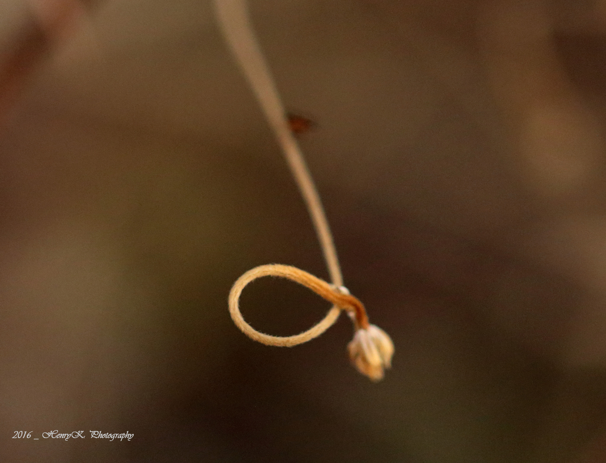 Canon 105mm sample photo. The knot photography