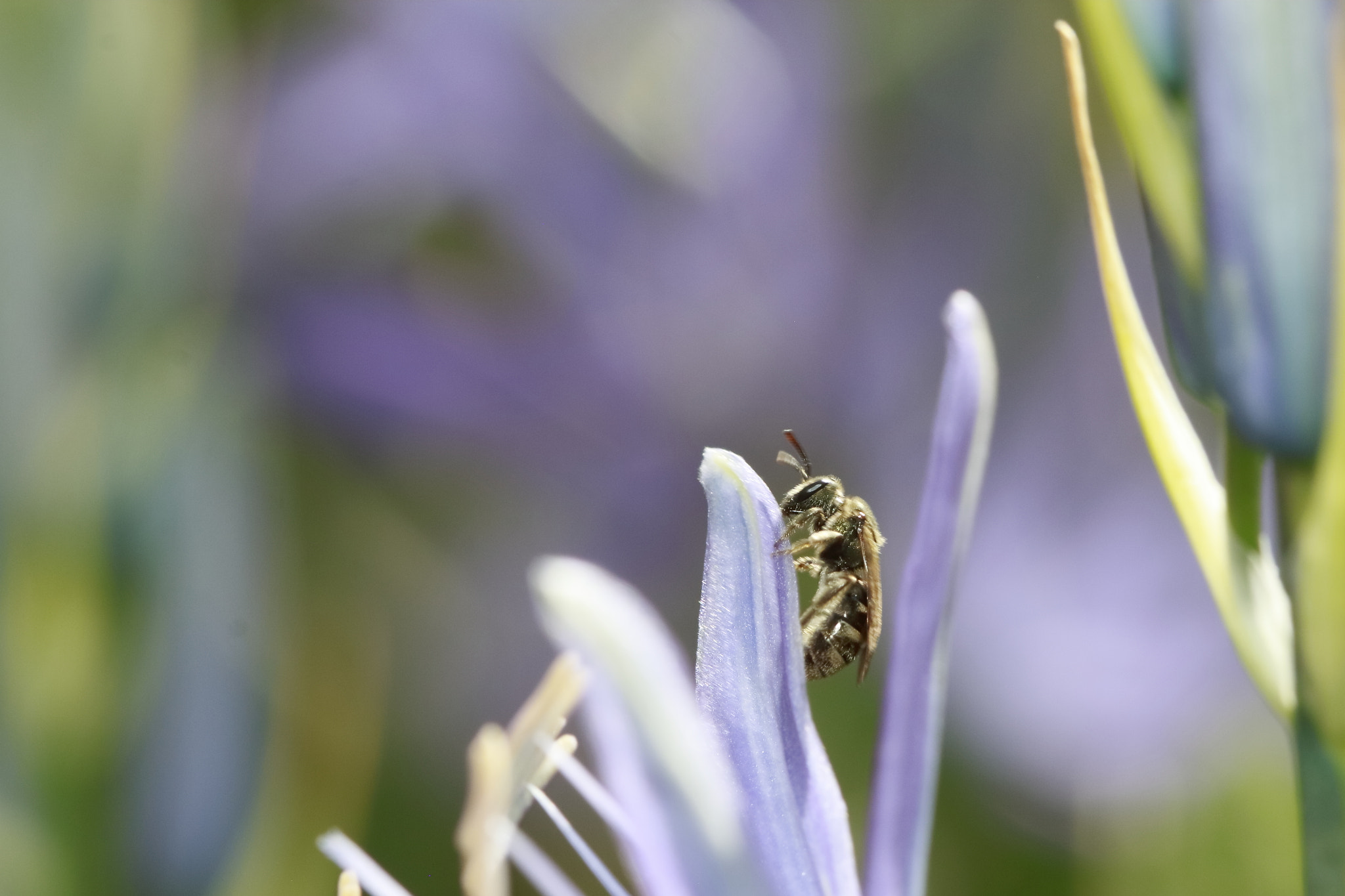 Canon EF 100mm F2.8 Macro USM sample photo. Purple and gold photography