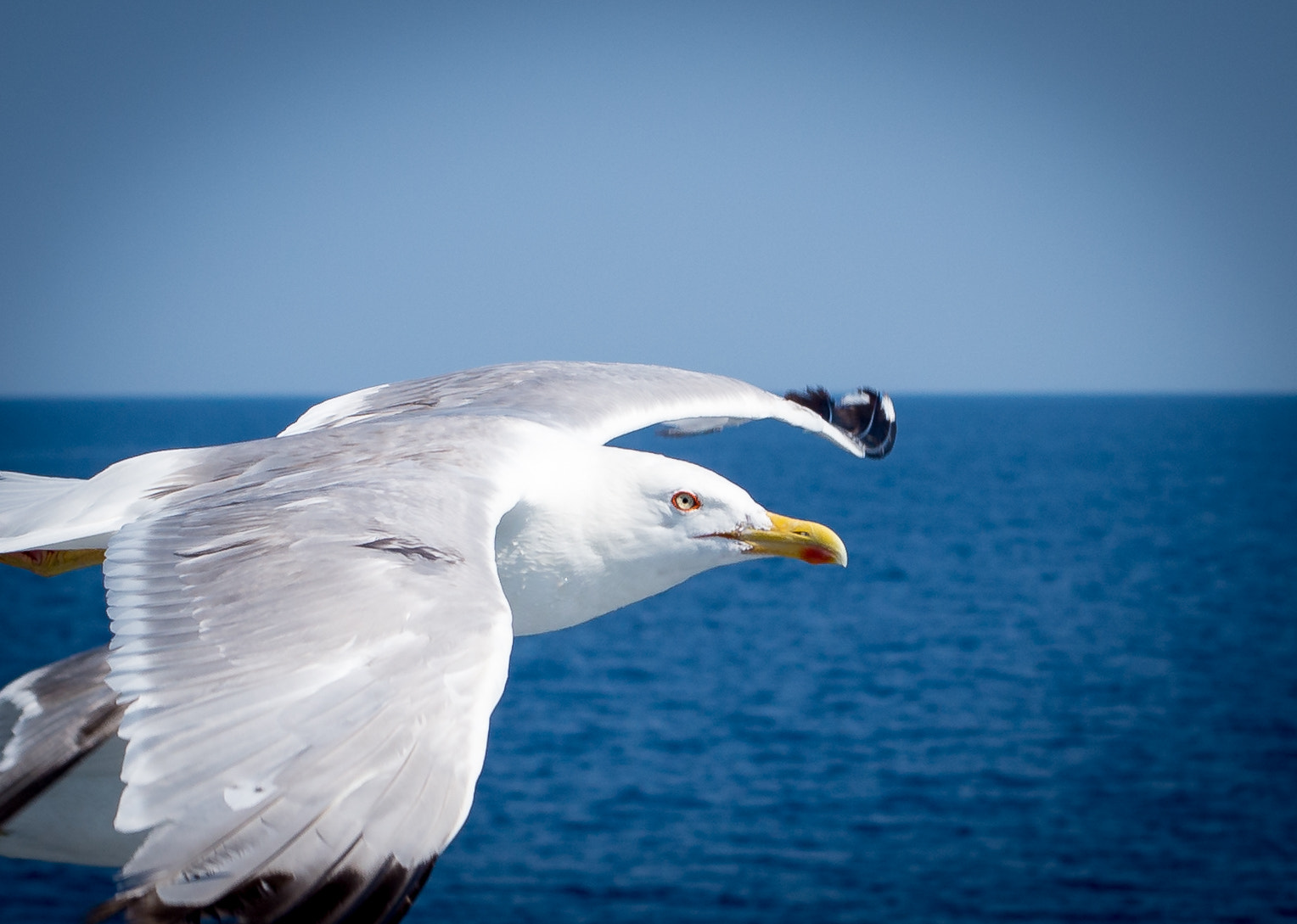 Nikon D600 + AF Nikkor 50mm f/1.4 sample photo. Seagull2 photography