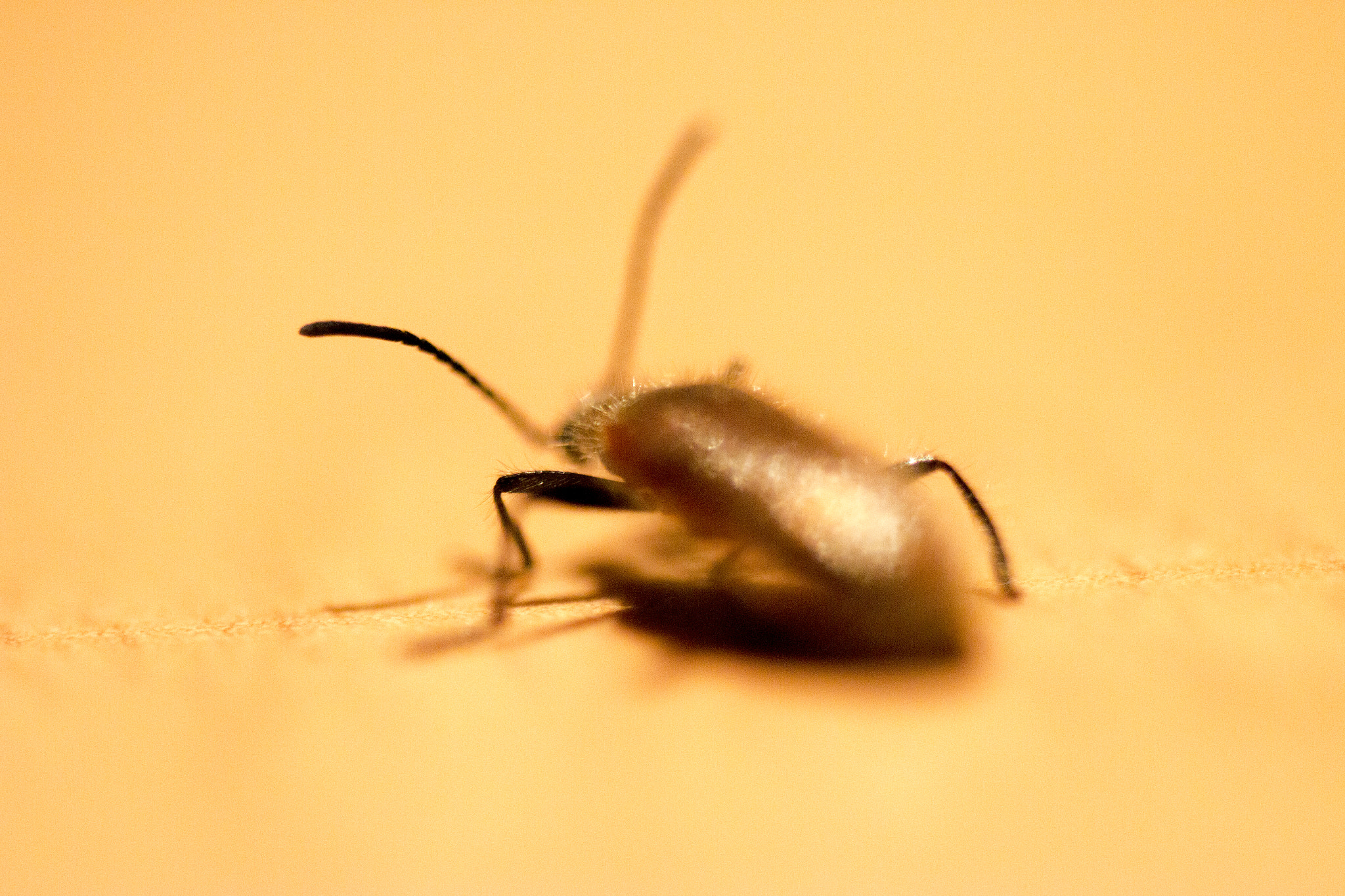 Tamron SP AF 60mm F2 Di II LD IF Macro sample photo. Unknown insect photography
