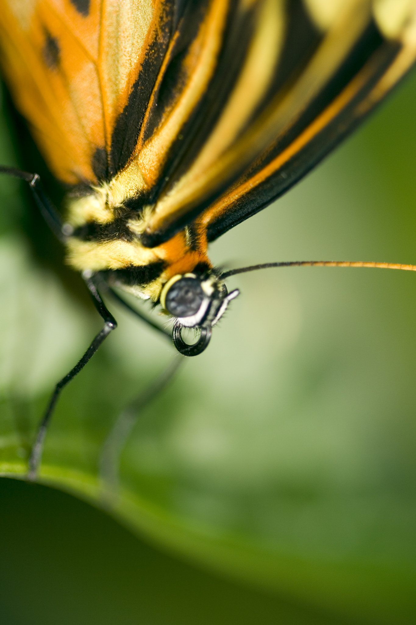 Canon EF 100mm F2.8 Macro USM sample photo. Butterfly closeup photography