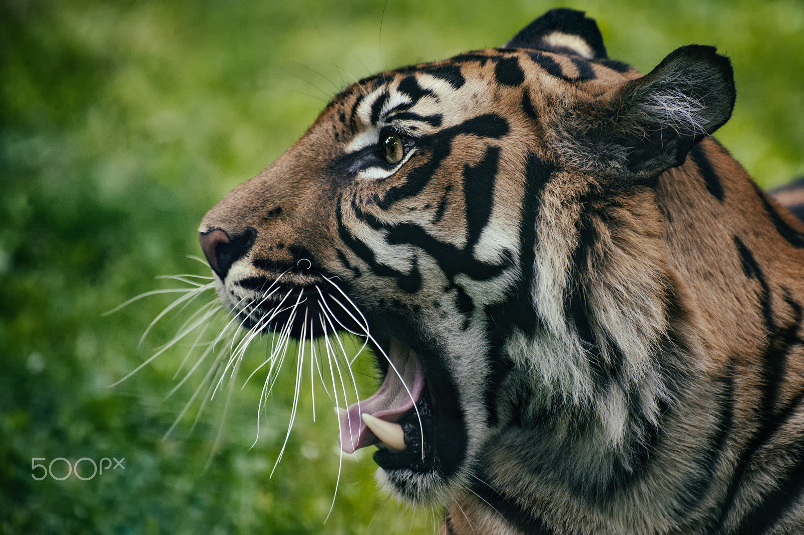 Nikon D3 sample photo. Big cat photography