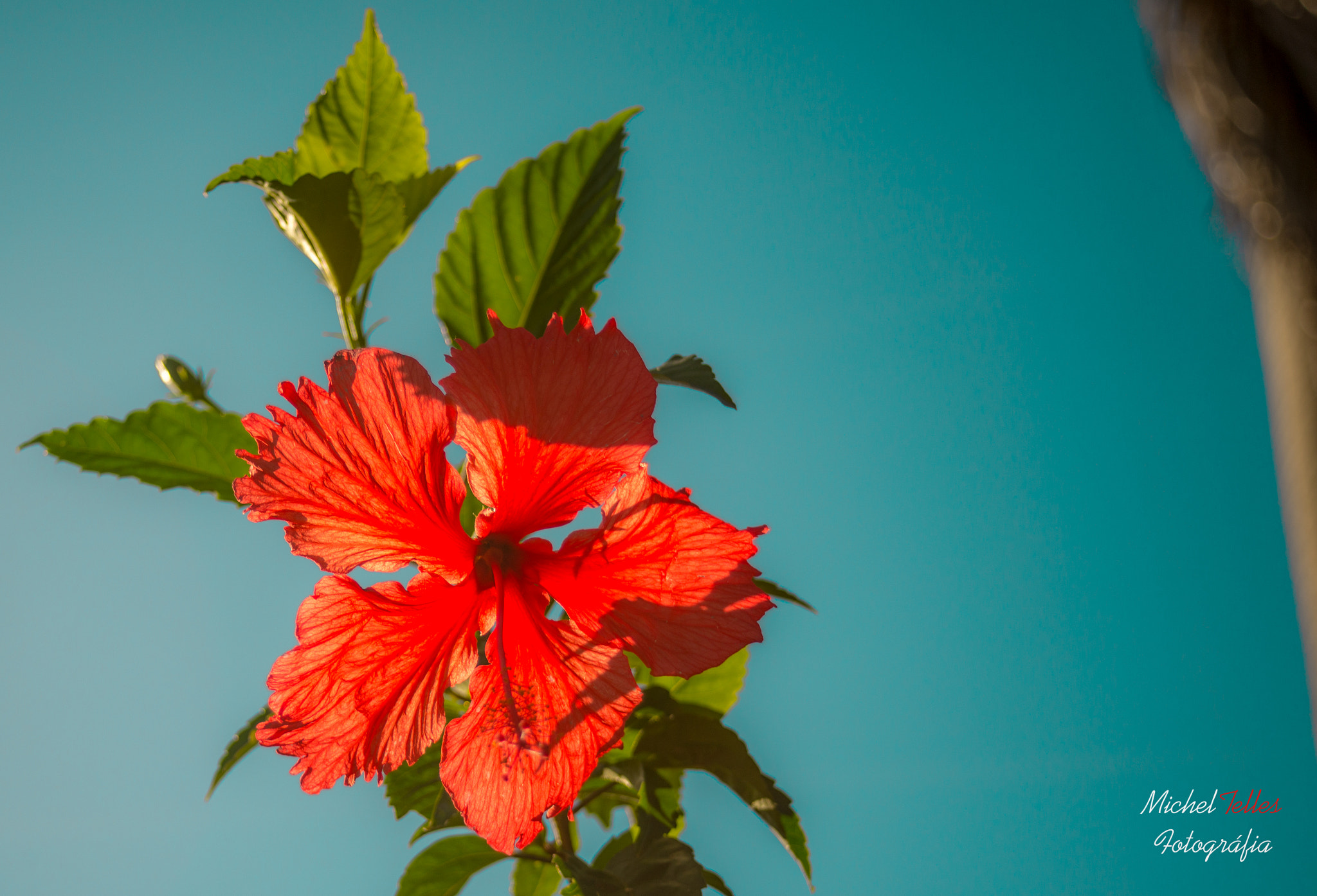 AF Zoom-Nikkor 28-80mm f/3.5-5.6D sample photo. Simples assim... photography
