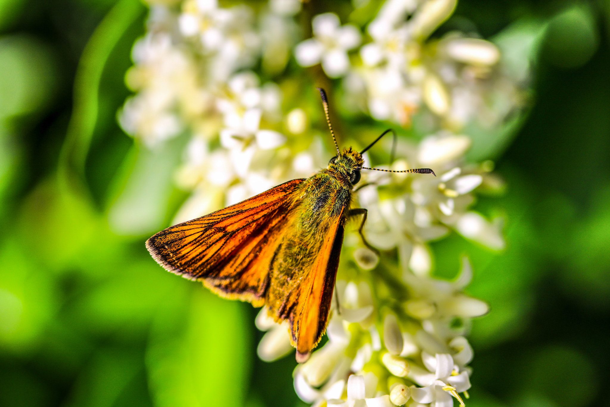 Canon EF-S 60mm F2.8 Macro USM sample photo. Image photography