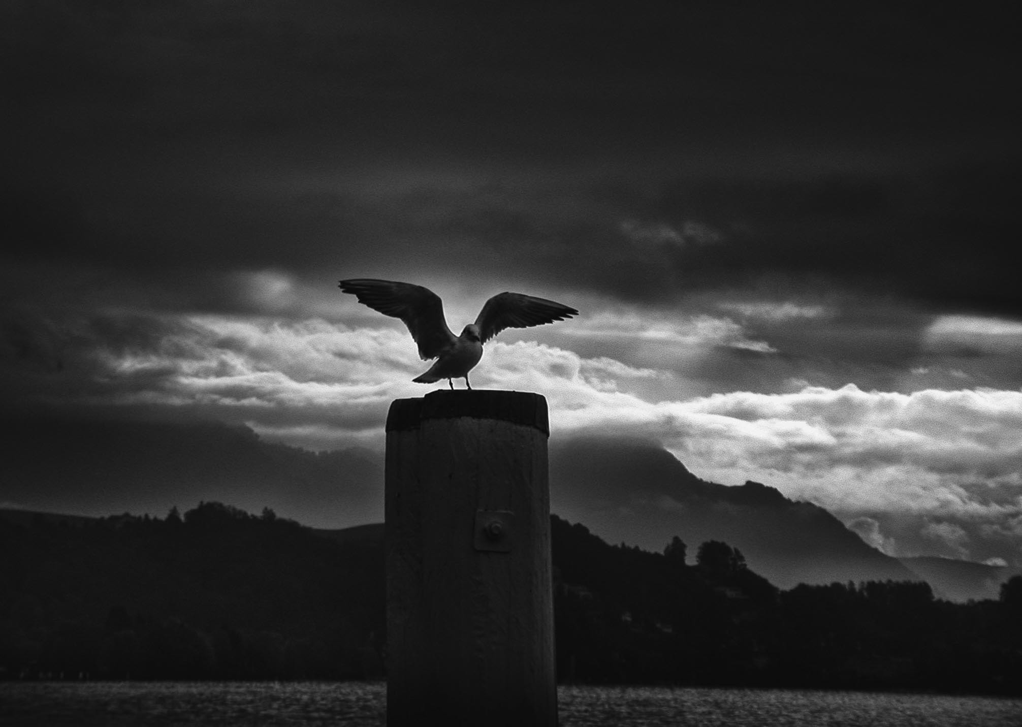 Nikon E995 sample photo. Bird in dim light photography
