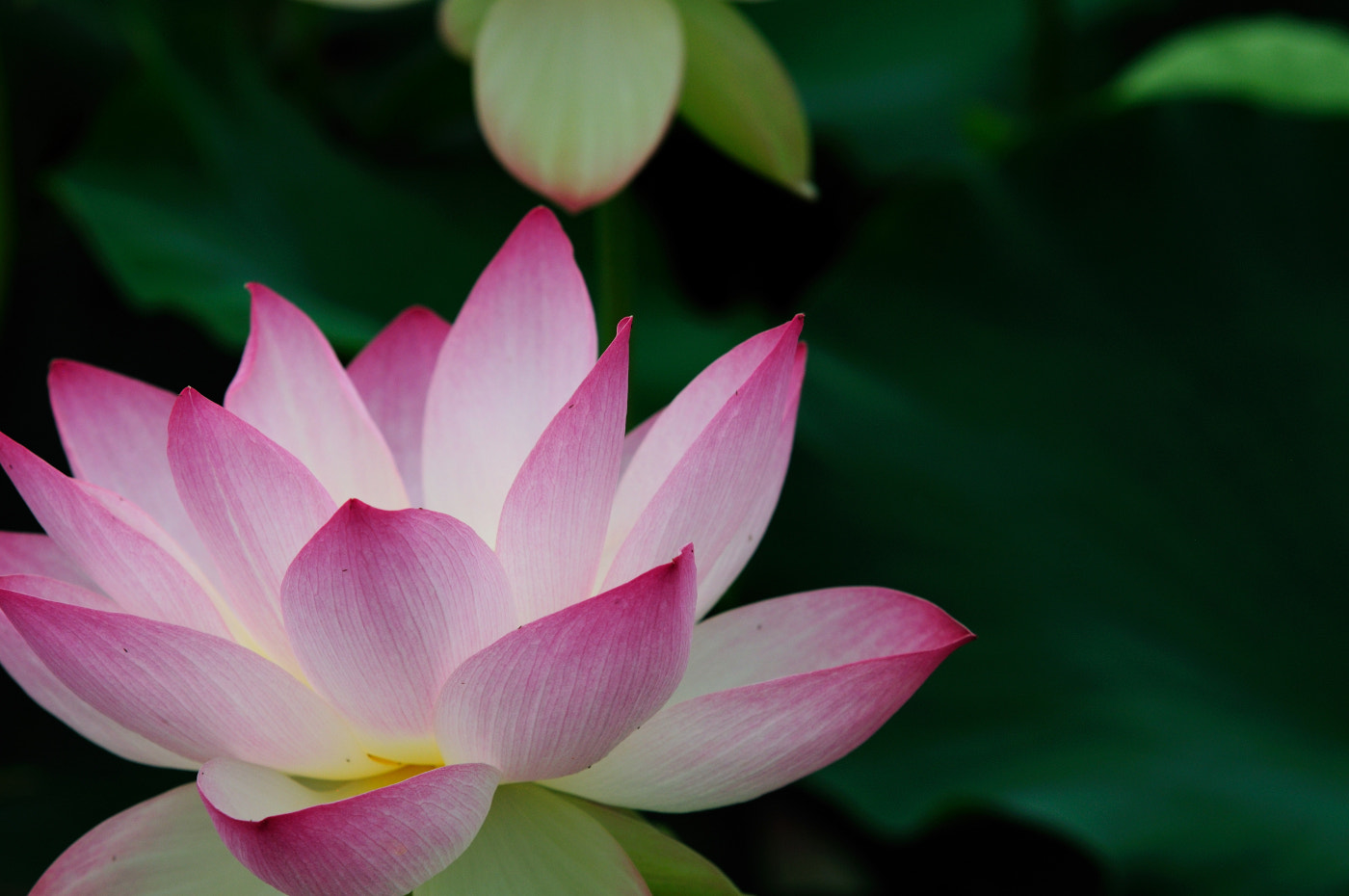 Sigma 70-200mm F2.8 EX DG Macro HSM II sample photo. Stekdbjdnd photography