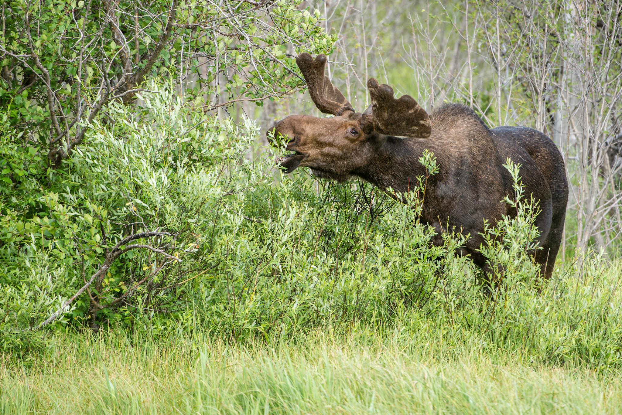 Nikon D600 sample photo. Moose photography