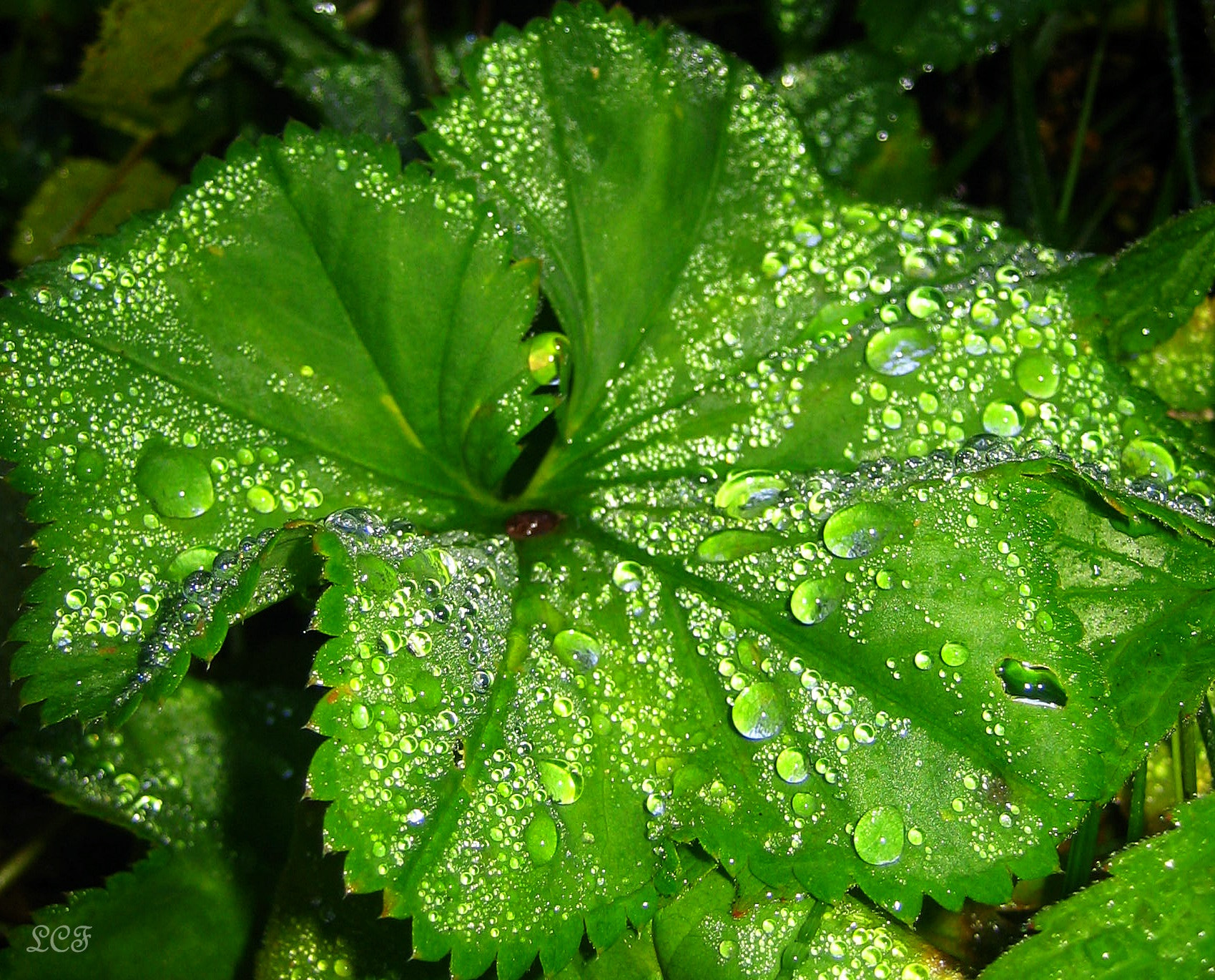 Canon DIGITAL IXUS 40 sample photo. Morning dew...  photography