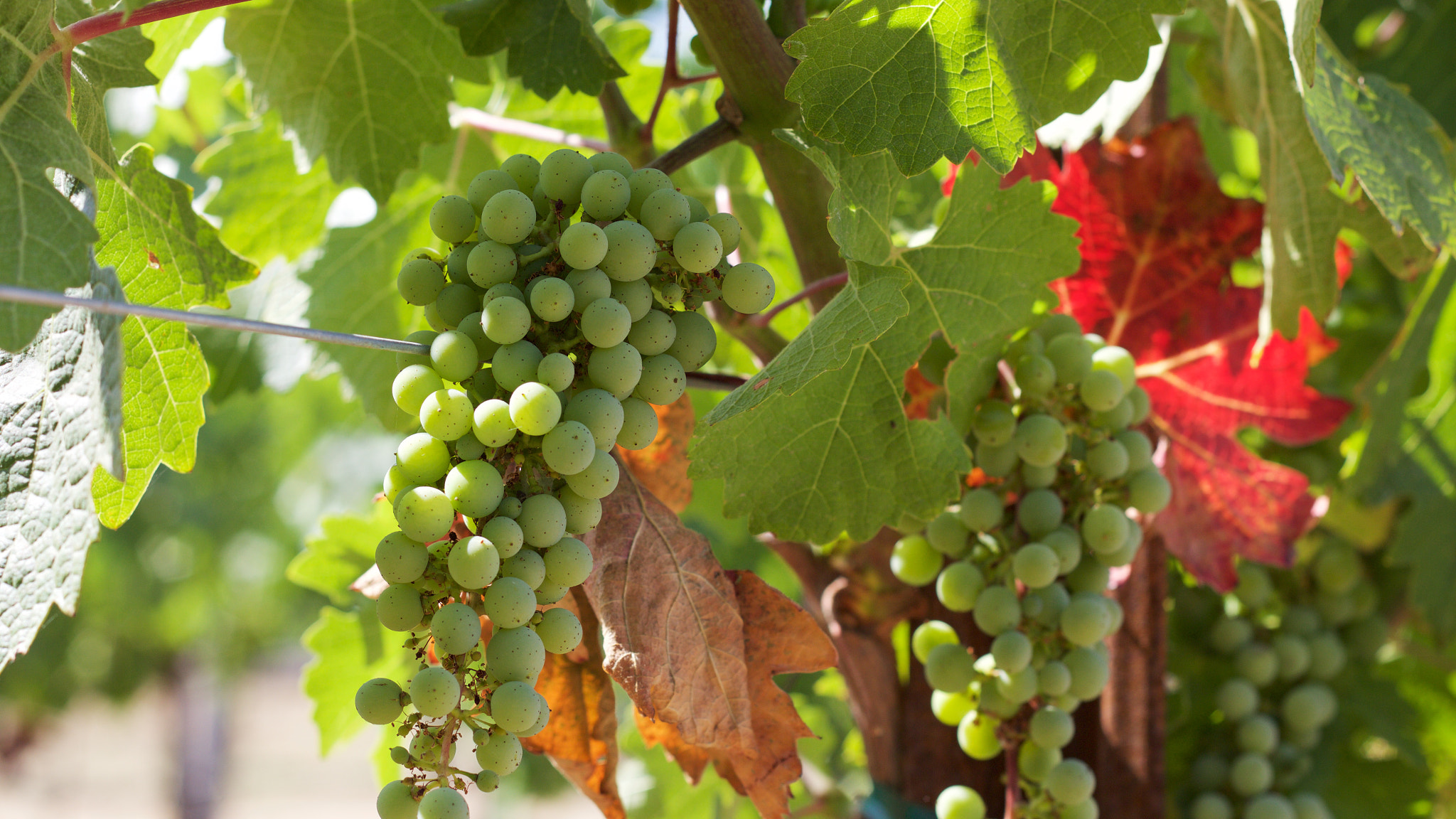 Canon EOS M + Canon EF 50mm F1.8 II sample photo. These grape clusters will begin the veraison process soon. can't wait til #wineoclock photography