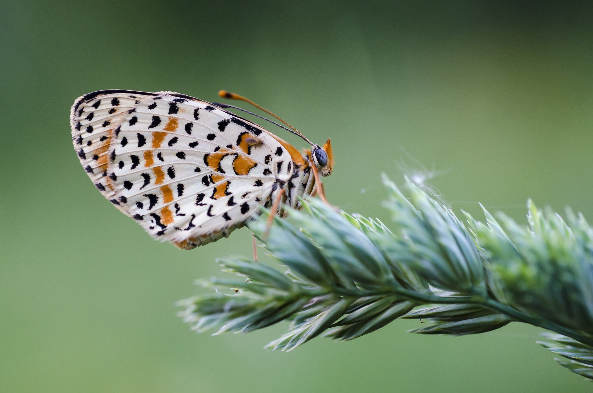 Nikon D5100 + AF Micro-Nikkor 60mm f/2.8 sample photo. Fly photography