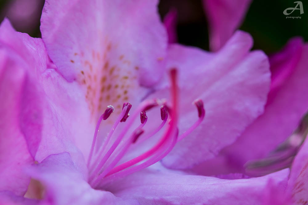 Nikon AF-S Micro-Nikkor 60mm F2.8G ED sample photo. Purple flower photography