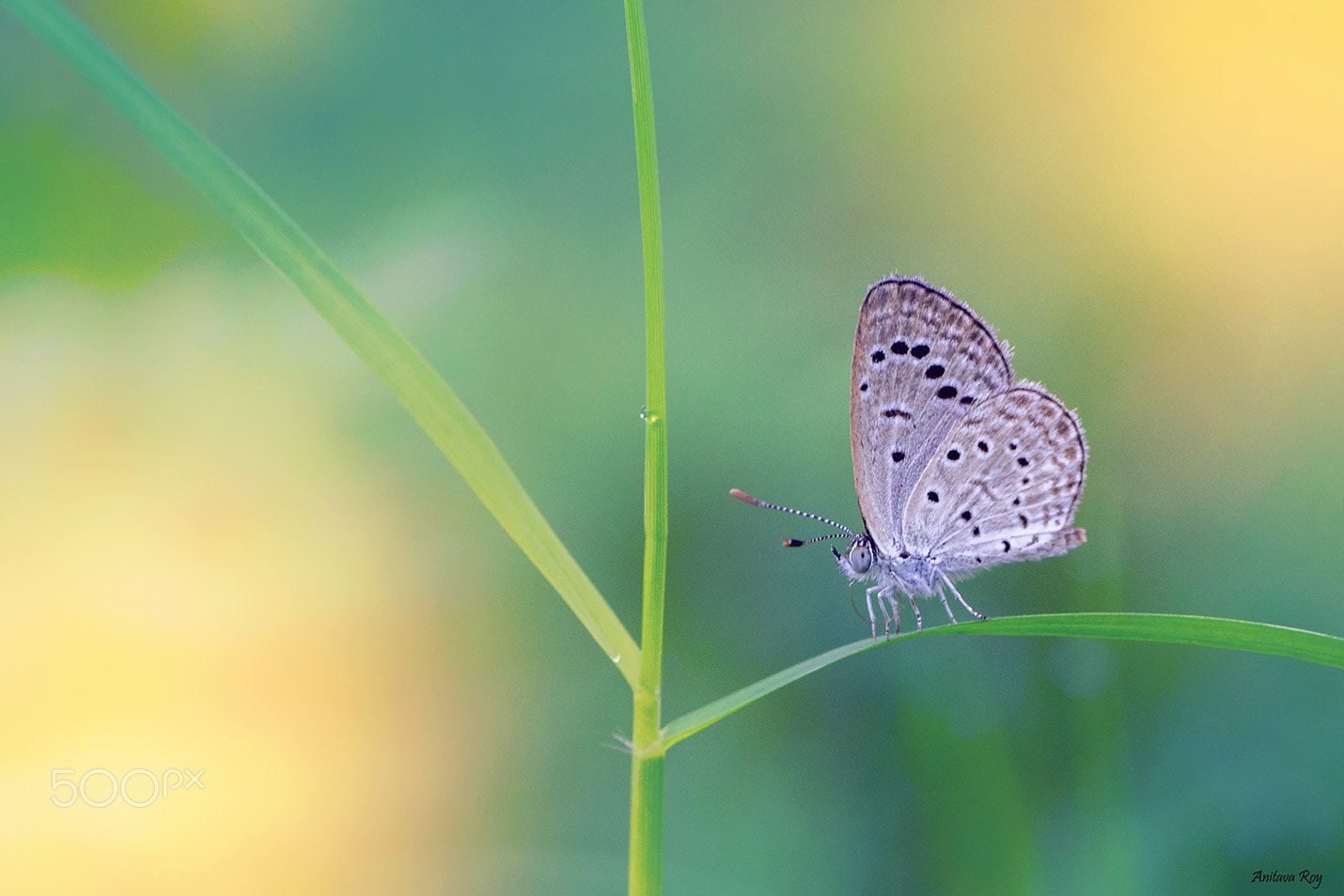 Canon EOS 600D (Rebel EOS T3i / EOS Kiss X5) + Tamron SP AF 90mm F2.8 Di Macro sample photo. Confidence photography