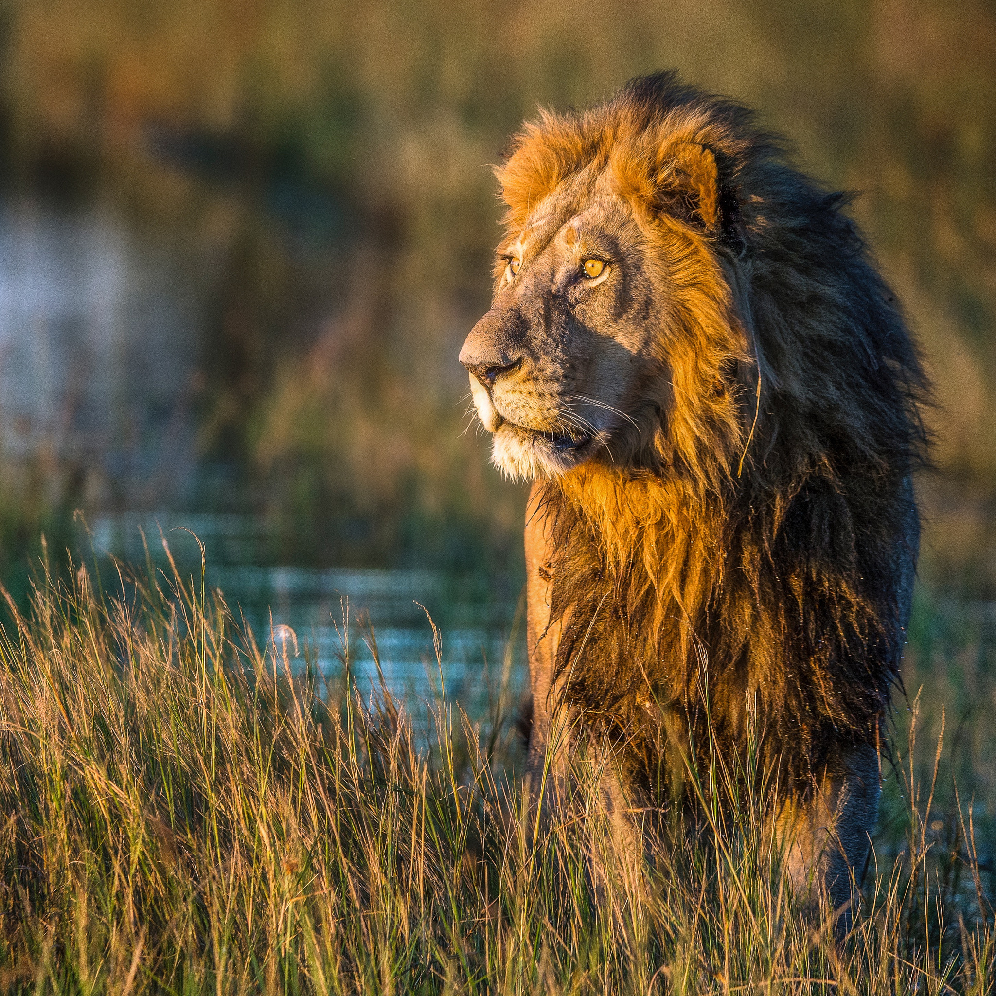 Canon EF 200-400mm F4L IS USM Extender 1.4x sample photo. As the sun sets photography