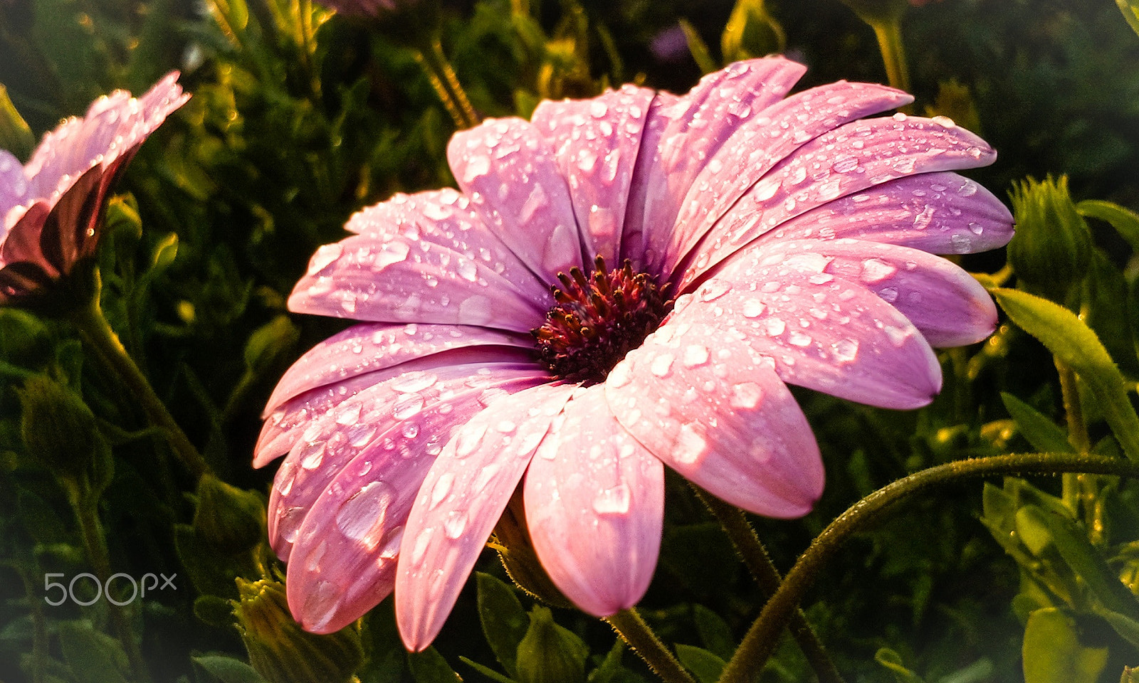 Samsung GT-S8530 sample photo. Flower photography