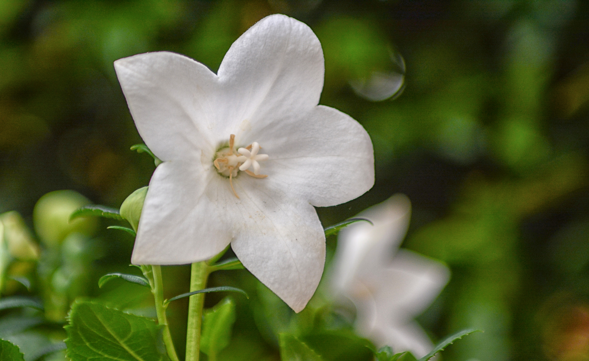 Nikon D7100 + Sigma 24-70mm F2.8 EX DG Macro sample photo. Summer..... photography