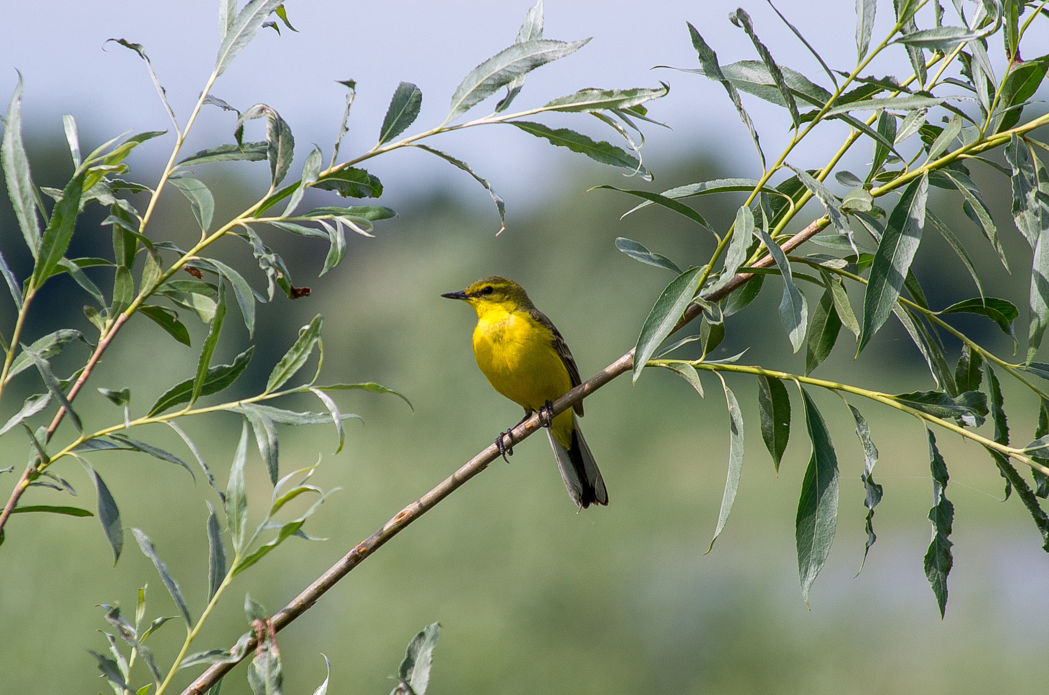 HD Pentax DA 55-300mm F4.0-5.8 ED WR sample photo. Western yellow wagtail // motacilla flava photography