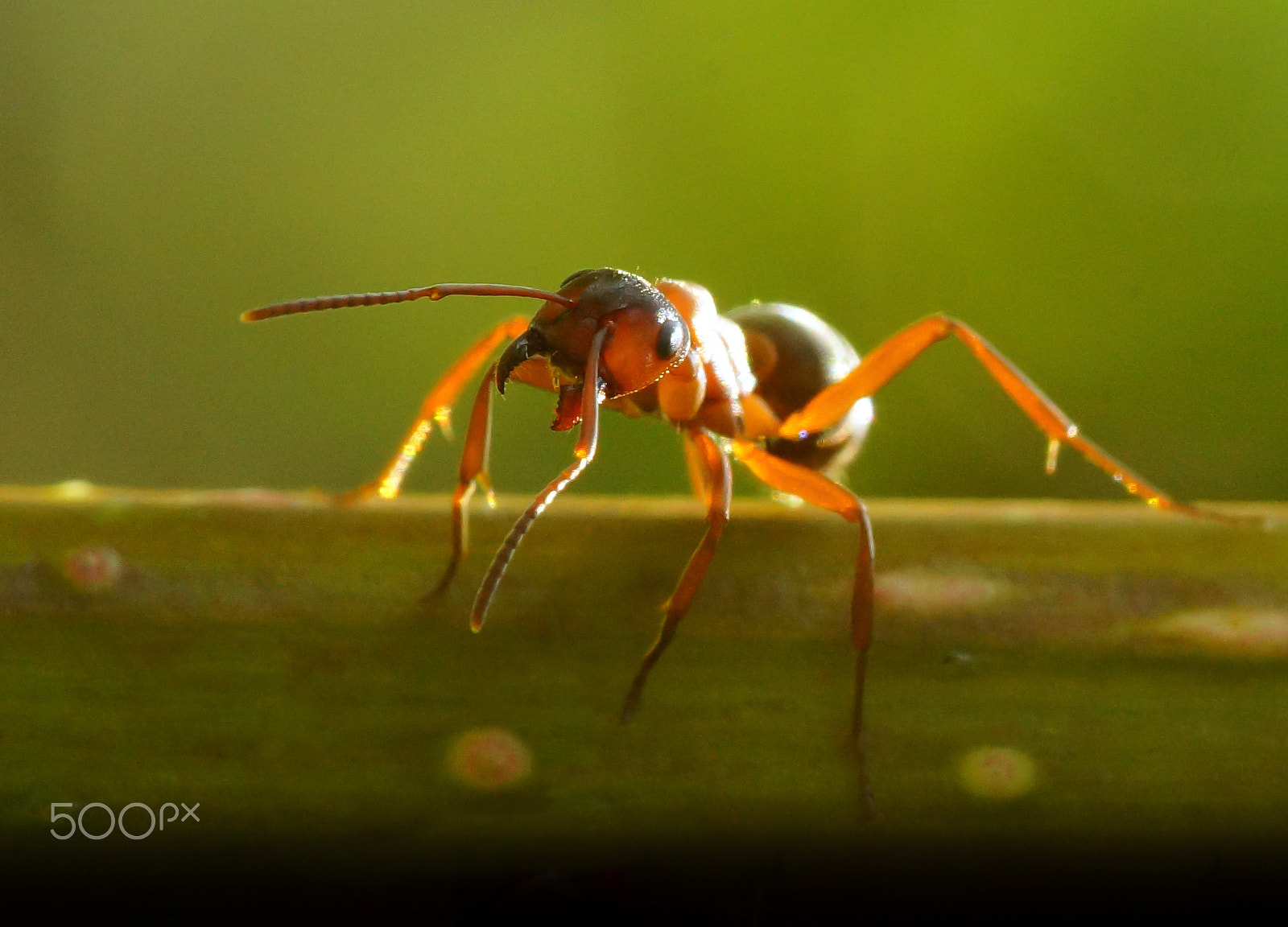 Sony SLT-A65 (SLT-A65V) + Minolta AF 100mm F2.8 Macro [New] sample photo. Cargara photography