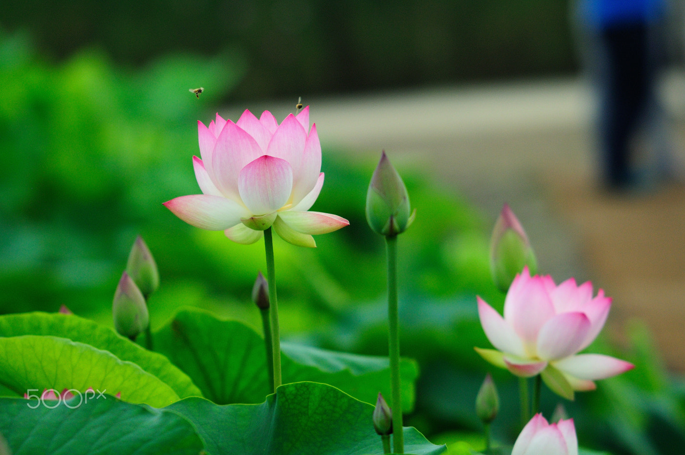 Sigma 70-200mm F2.8 EX DG Macro HSM II sample photo. Lotus photography