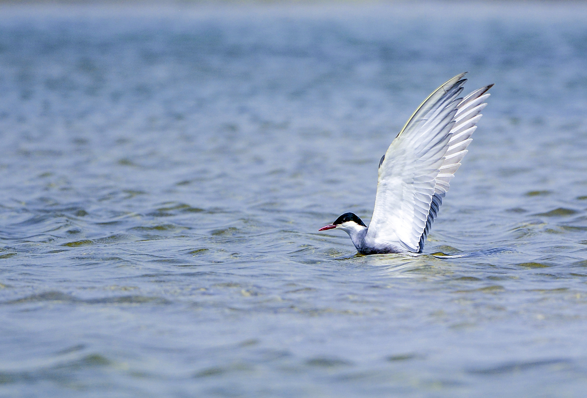Nikon Nikkor AF-S 300mm F4E PF ED VR sample photo. Whiskered tern photography