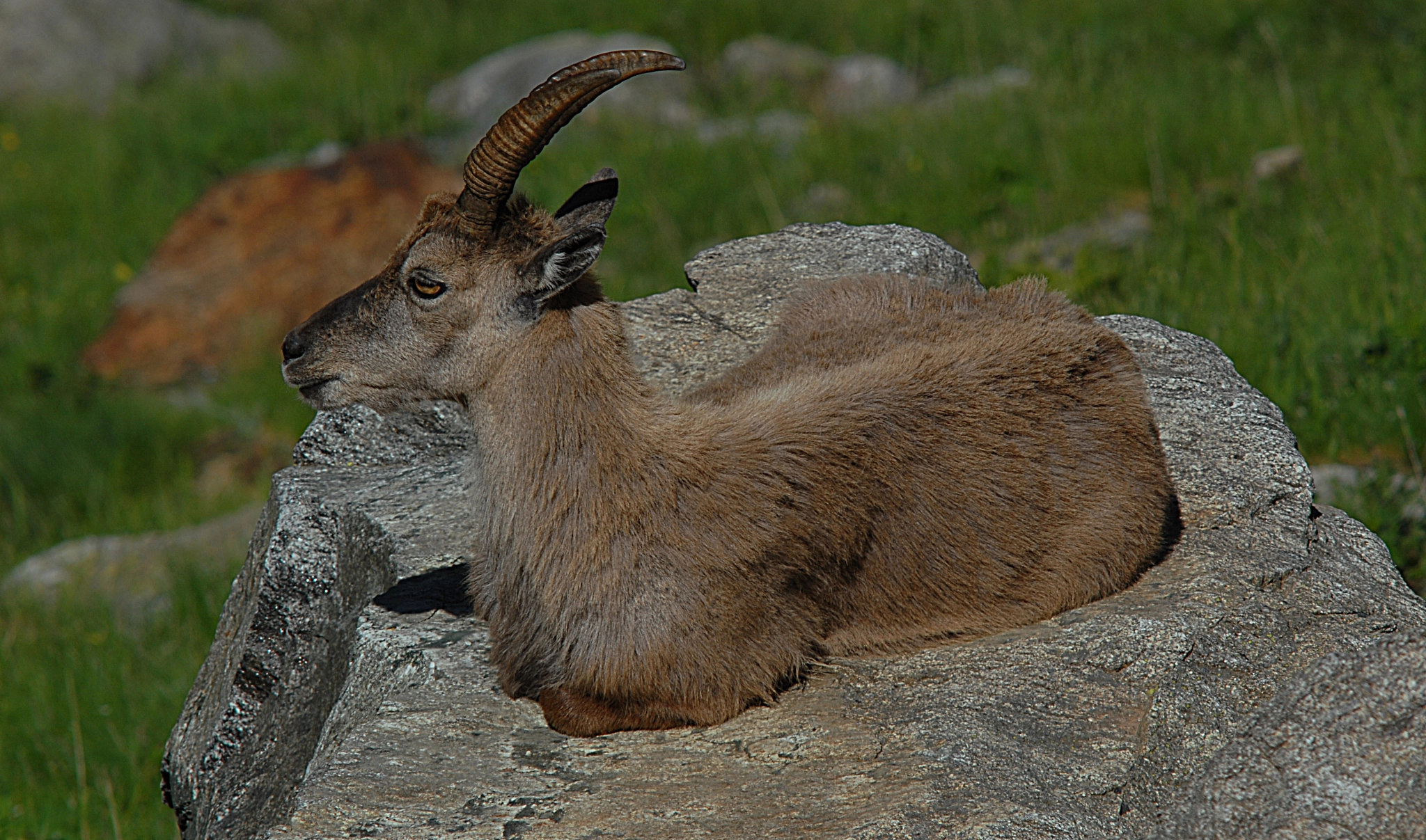 Nikon D200 + Manual Lens No CPU sample photo. Another ibex photography