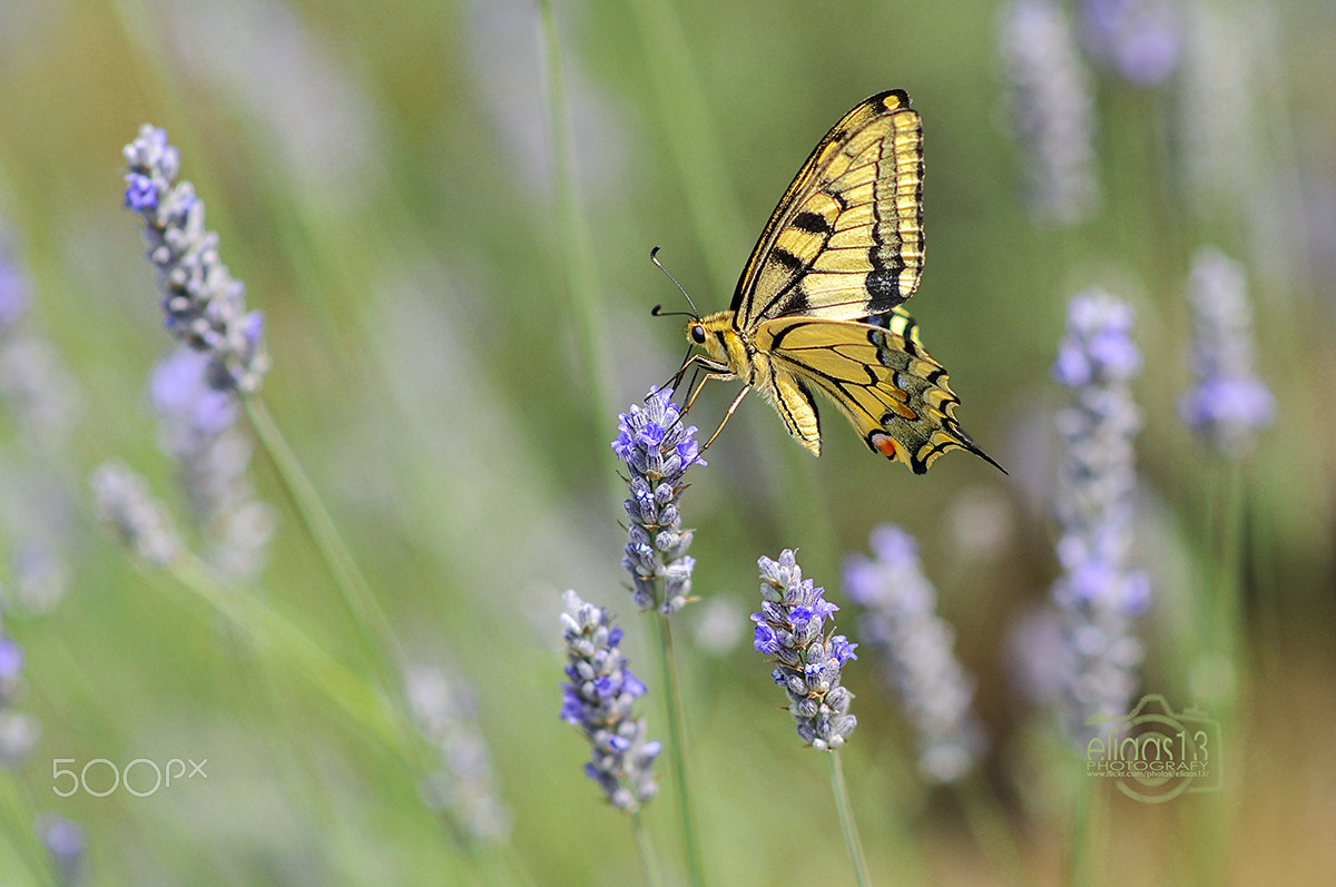Nikon D300S + Nikon AF-S Nikkor 85mm F1.8G sample photo. Butterfly photography