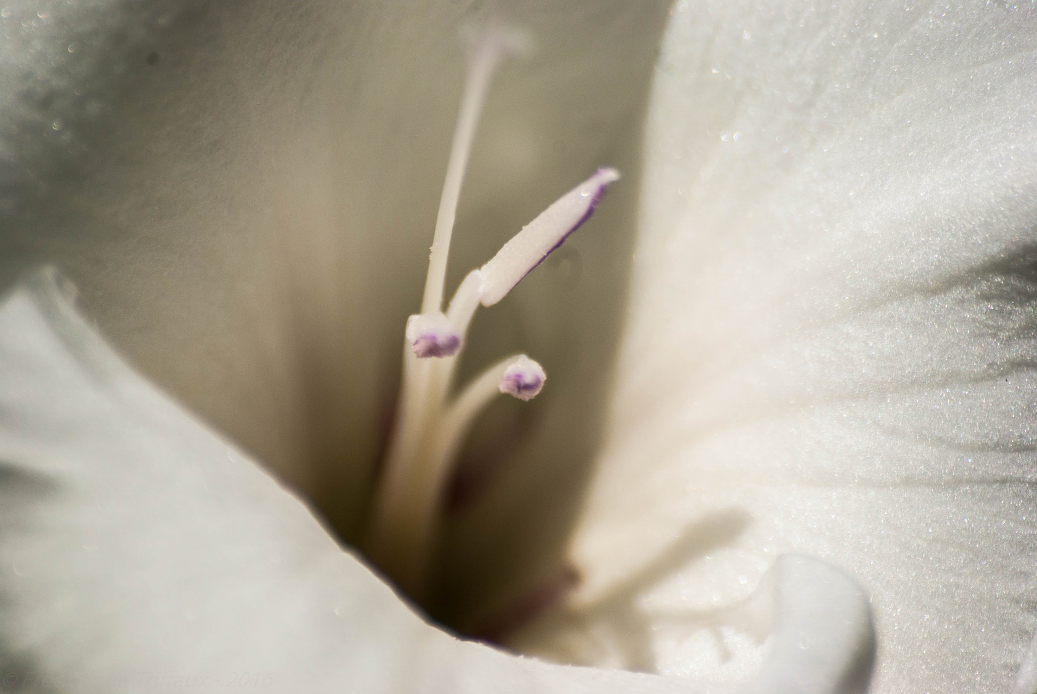 Pentax K10D + Sigma sample photo. Come closer photography