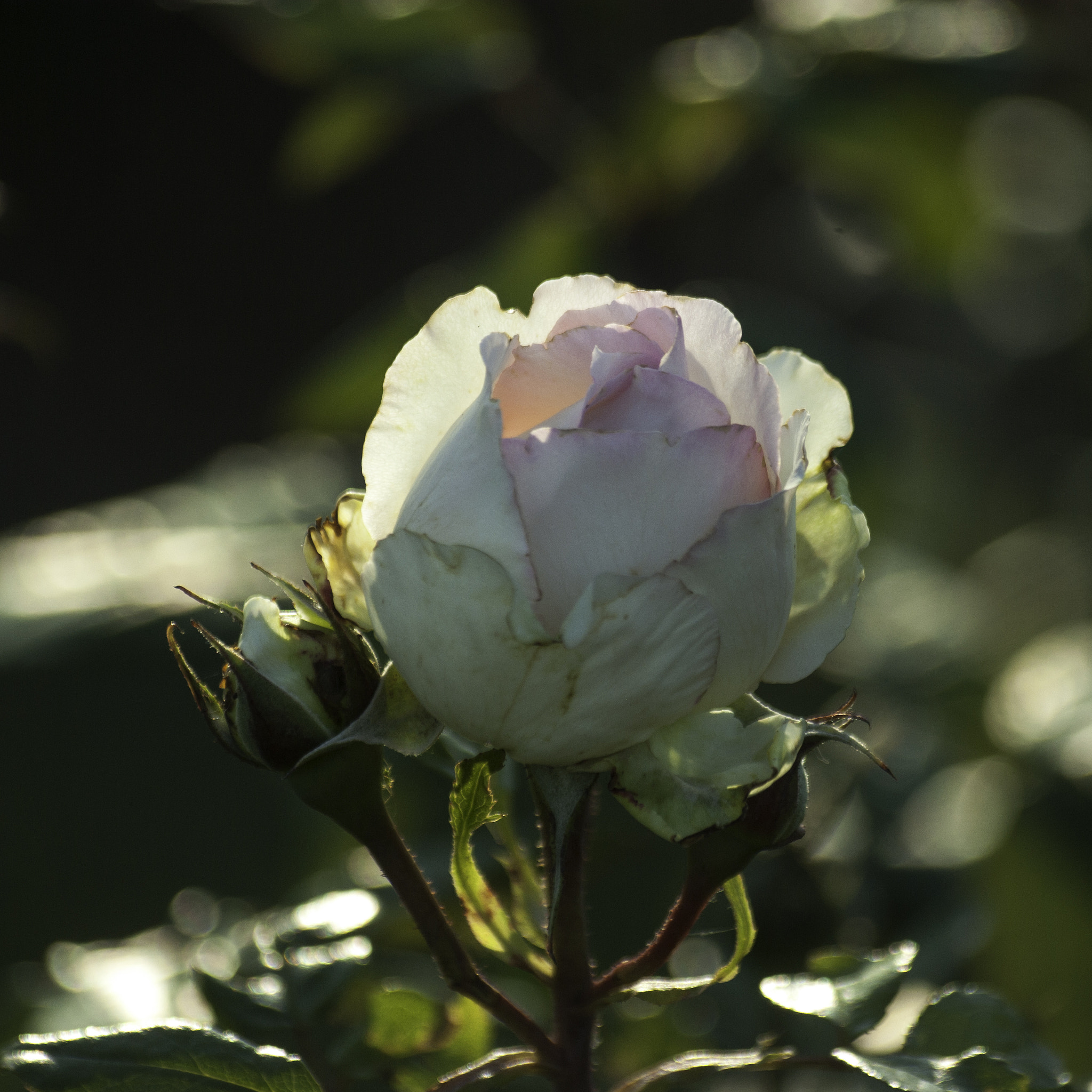 Pentax K10D + Sigma sample photo. La rose optimiste 2004 photography