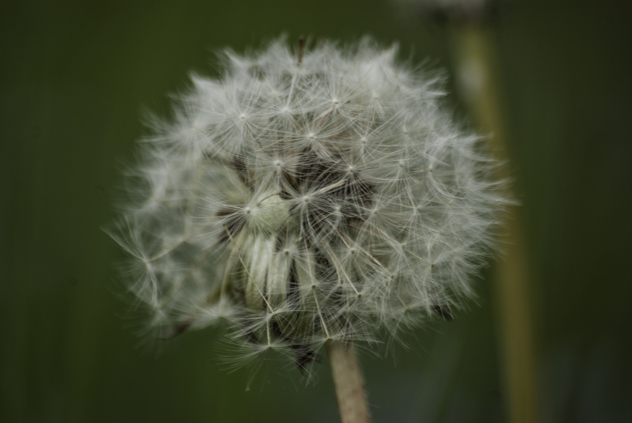 Pentax K10D + Sigma sample photo. Dandelion photography