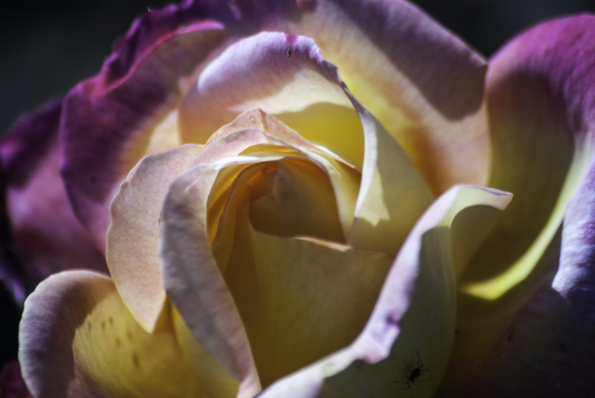 Pentax K10D + Sigma sample photo. Rose photography