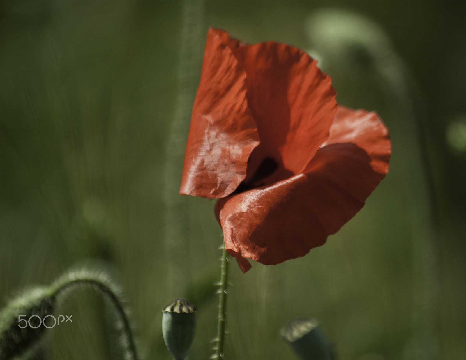 Pentax K10D + Sigma sample photo. Poppy photography