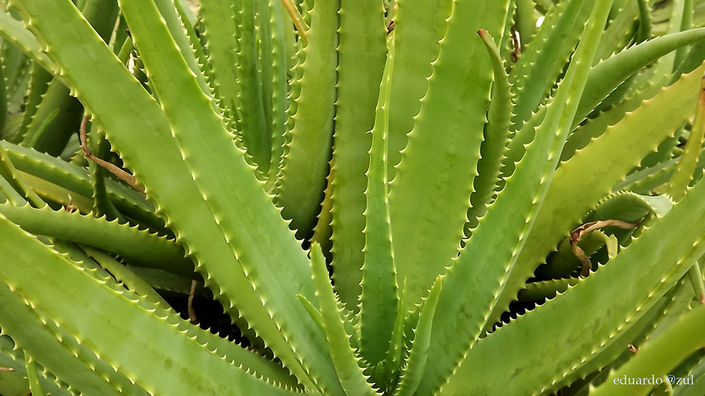 Fujifilm FinePix S3300 sample photo. Babosa(aloevera) no parque madureira photography