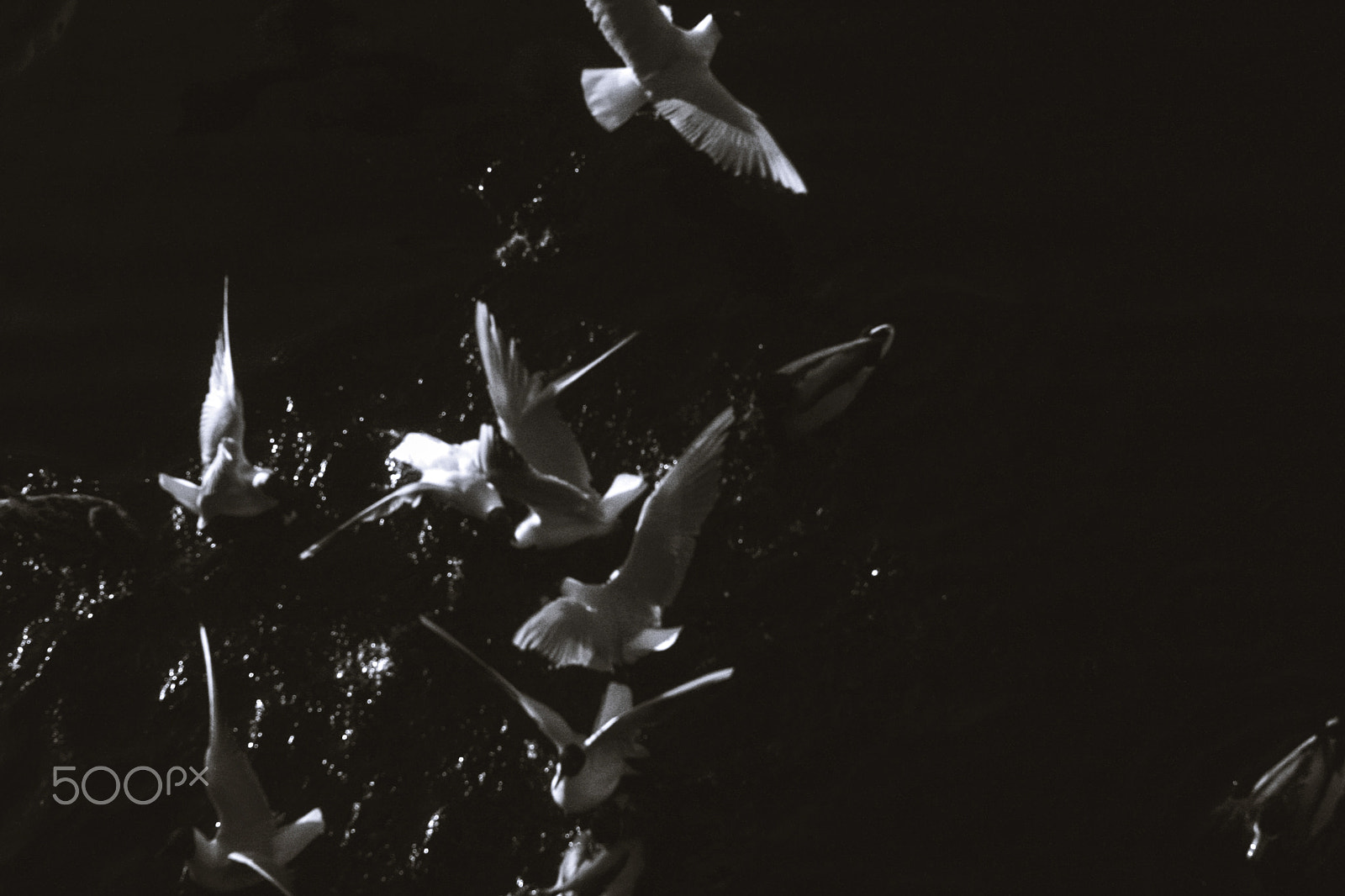 Canon EF 35-80mm f/4-5.6 sample photo. Abstract birds photography