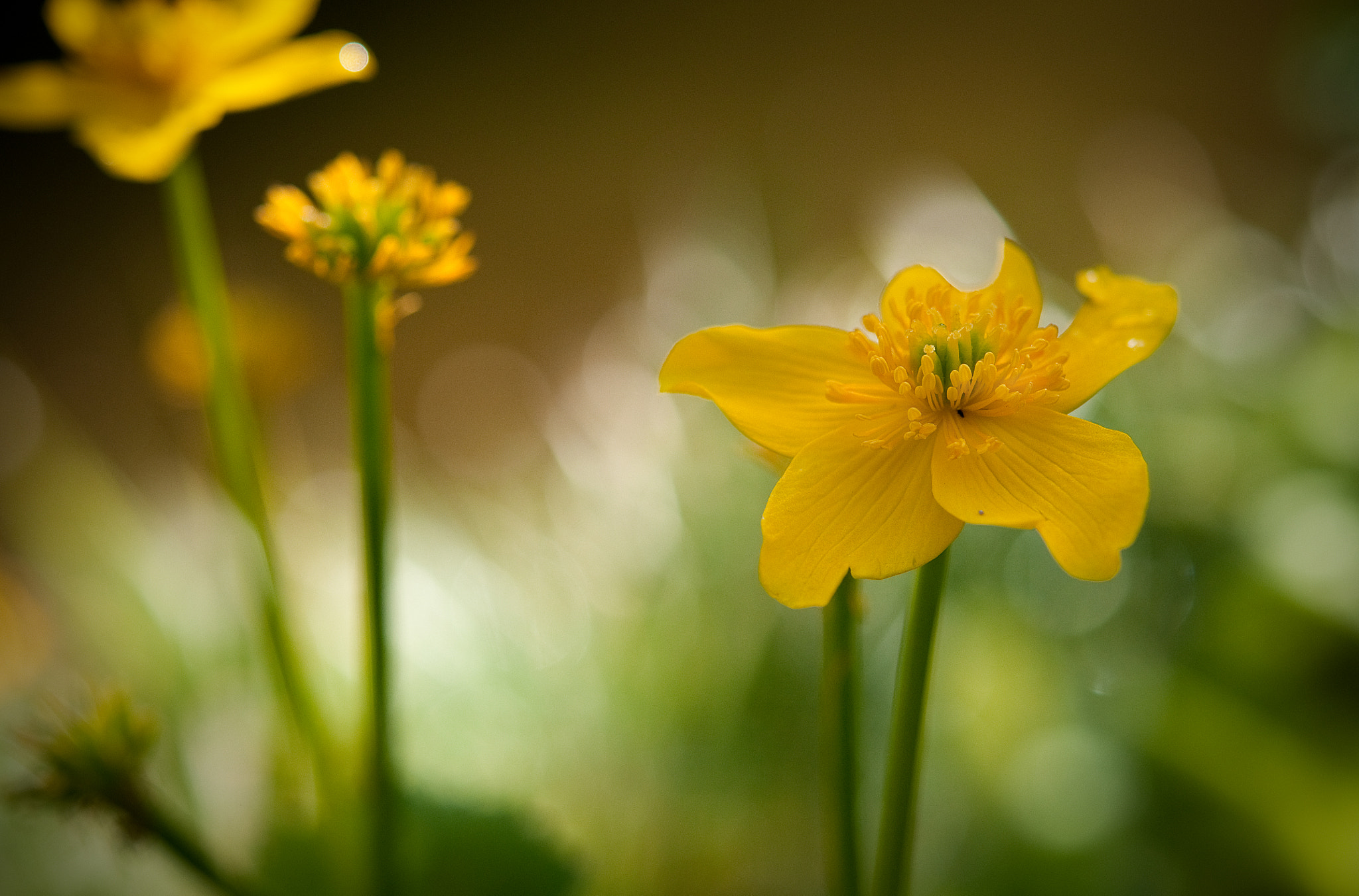 Nikon AF-S Micro-Nikkor 60mm F2.8G ED sample photo. Melting light photography