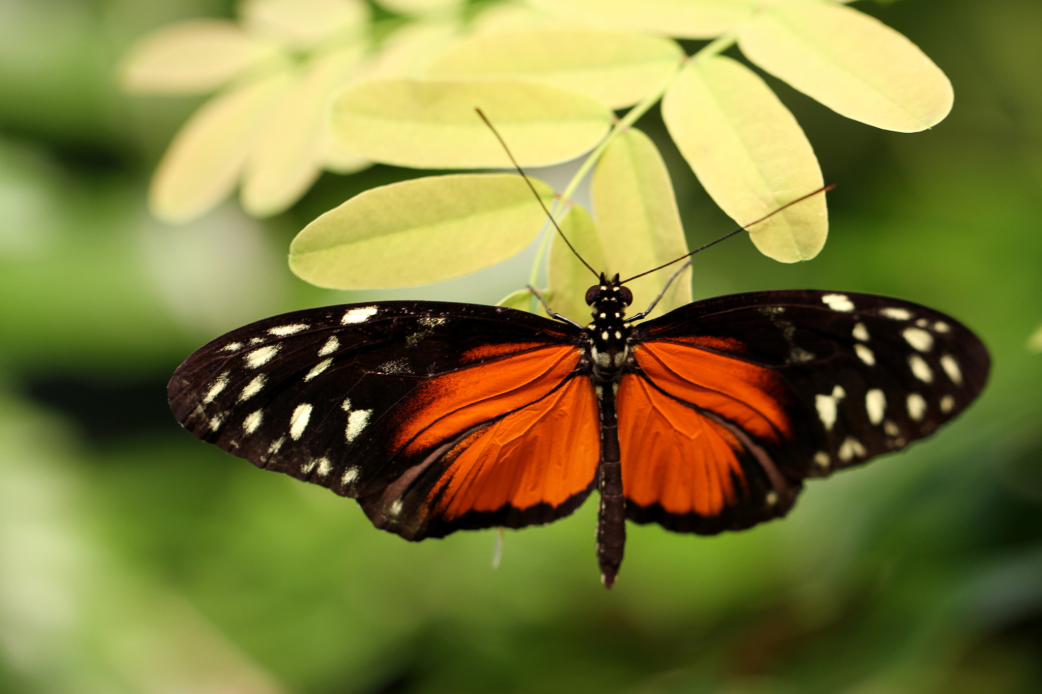 Canon EF 100mm F2.8L Macro IS USM sample photo. Butterfly photography