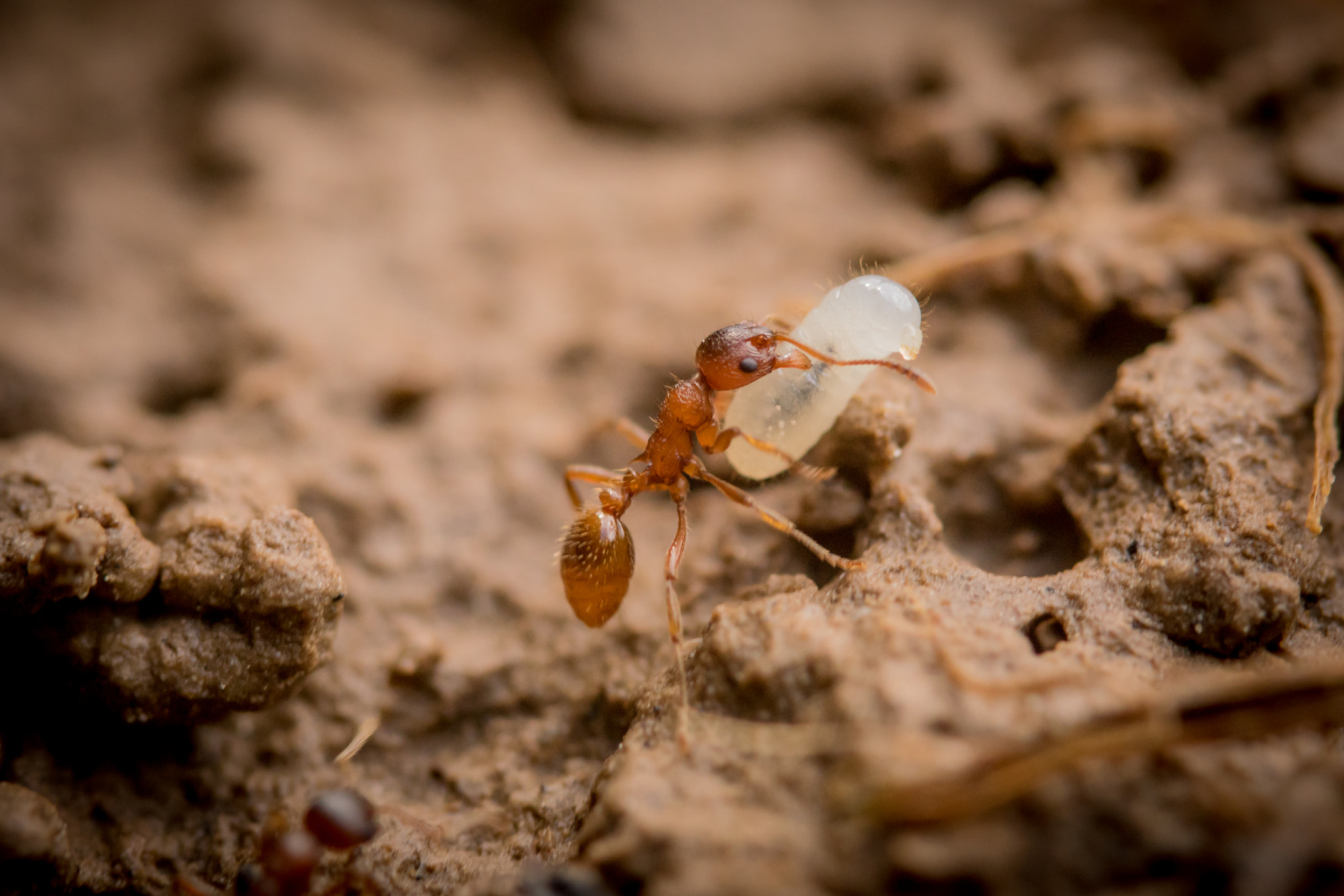 Sony ILCA-77M2 + 105mm F2.8 sample photo. Larvae photography