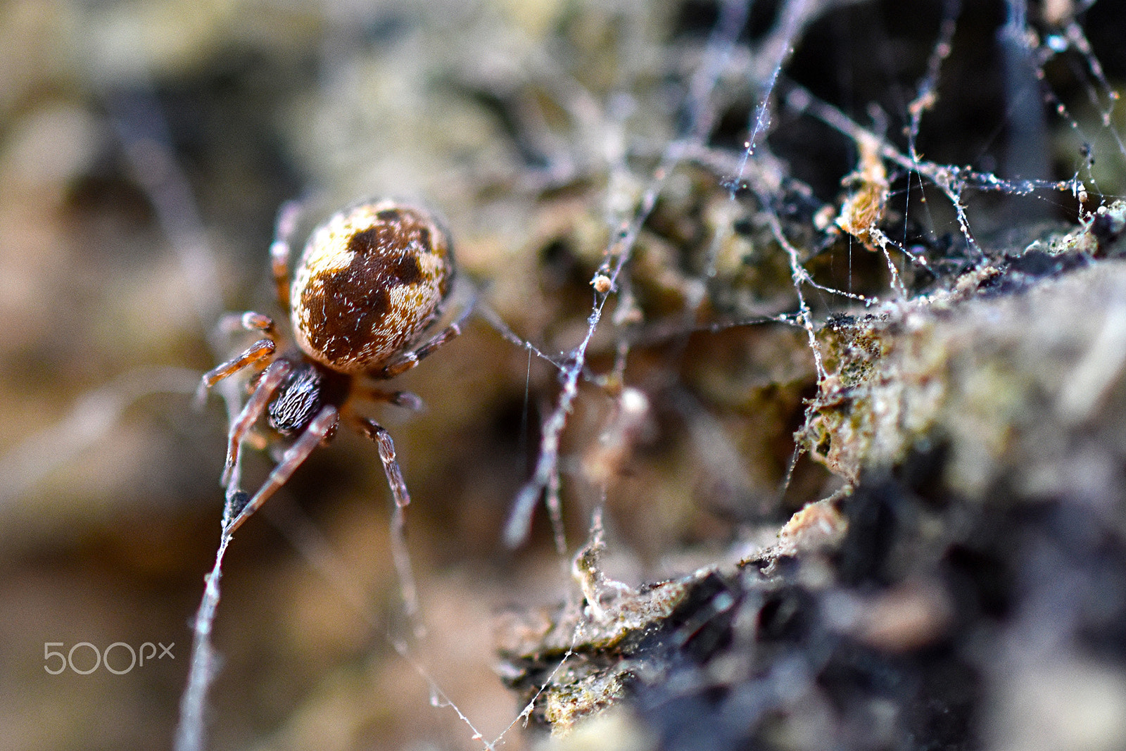 Nikon D5500 + Sigma 50mm F2.8 EX DG Macro sample photo. In my home photography