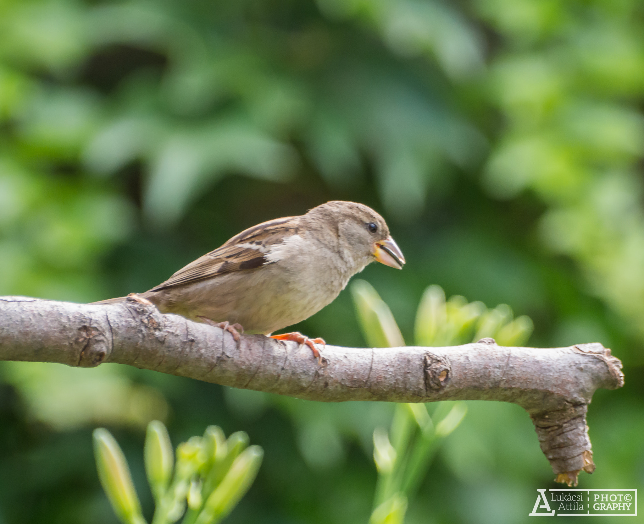 Olympus Zuiko Digital ED 70-300mm F4.0-5.6 sample photo. House sparrow photography